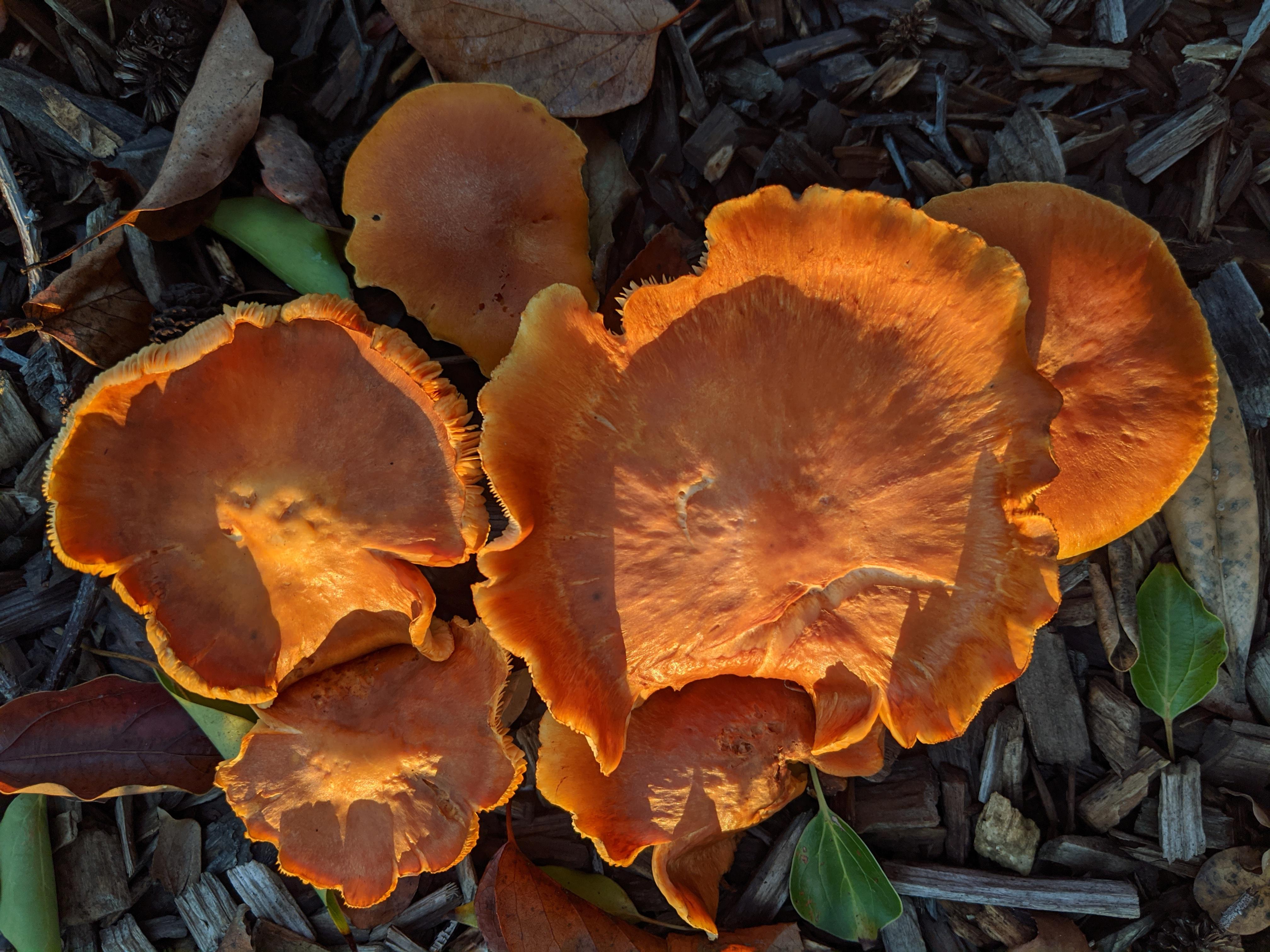 Orange mushrooms on wood chips, Bay Area r/mycology