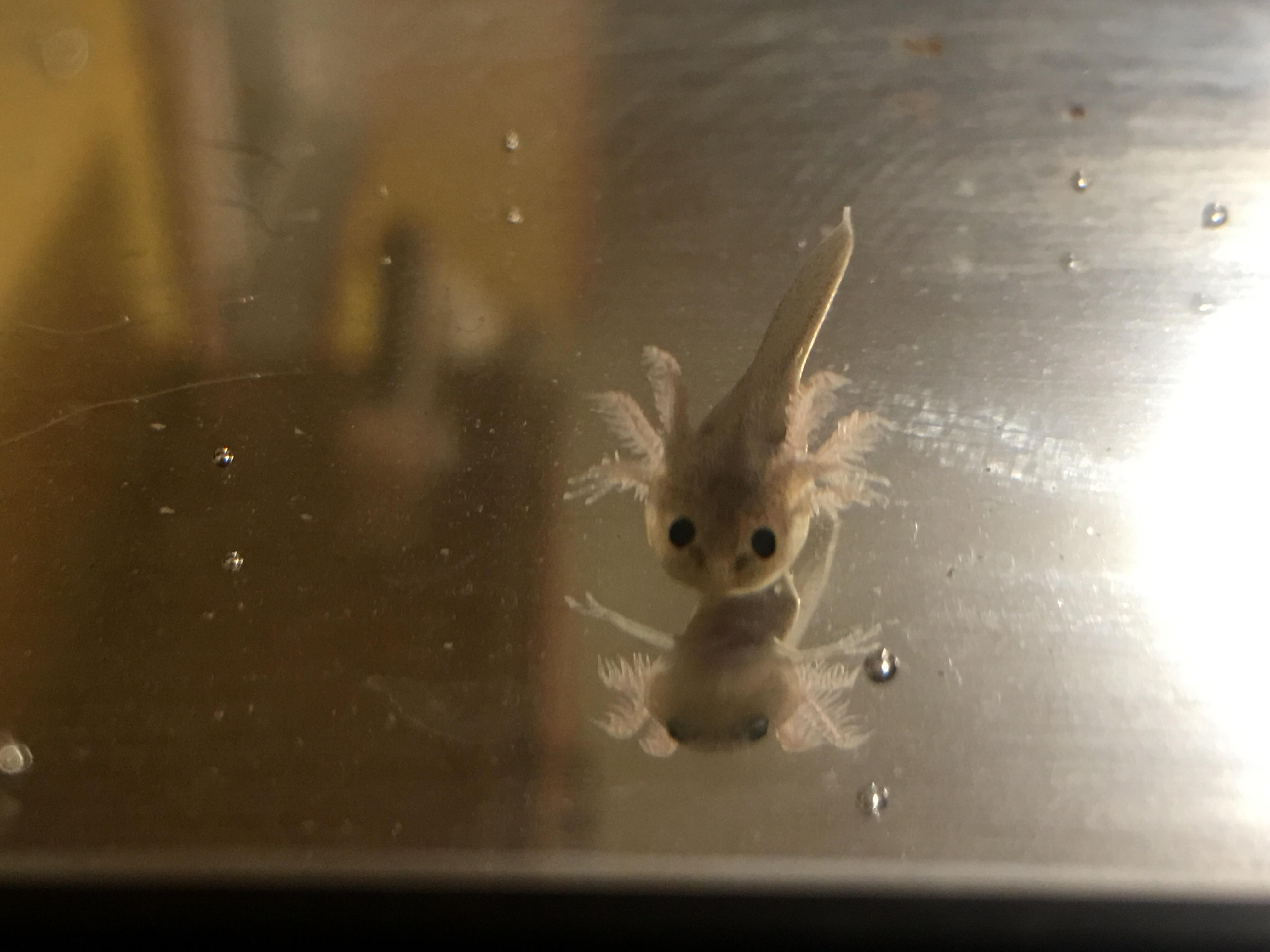 Since you all liked Ghost the little Axolotl so much, here's another photo! aww