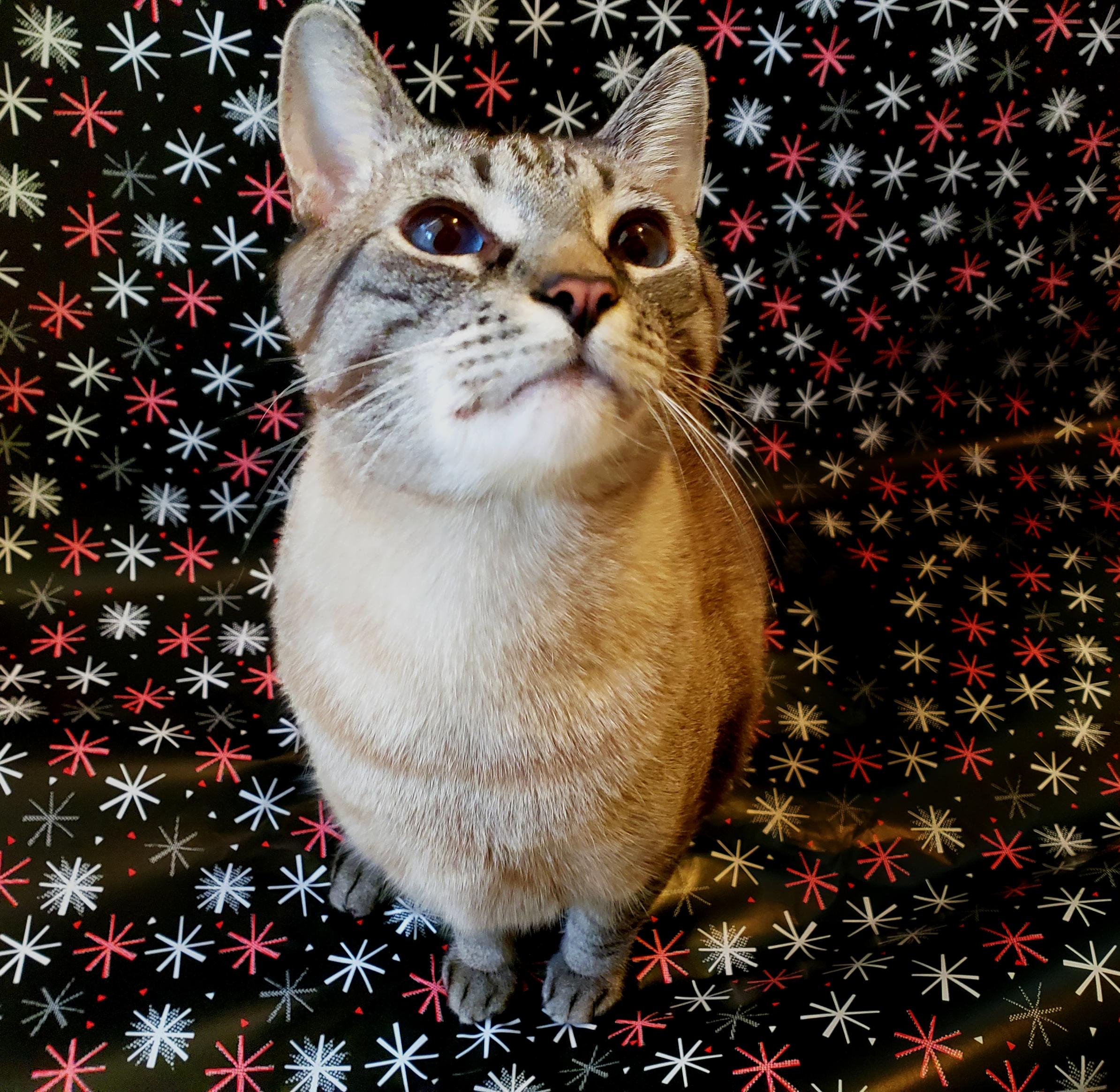 Used a wrapping paper backdrop to get a nice Christmas photo of Murray