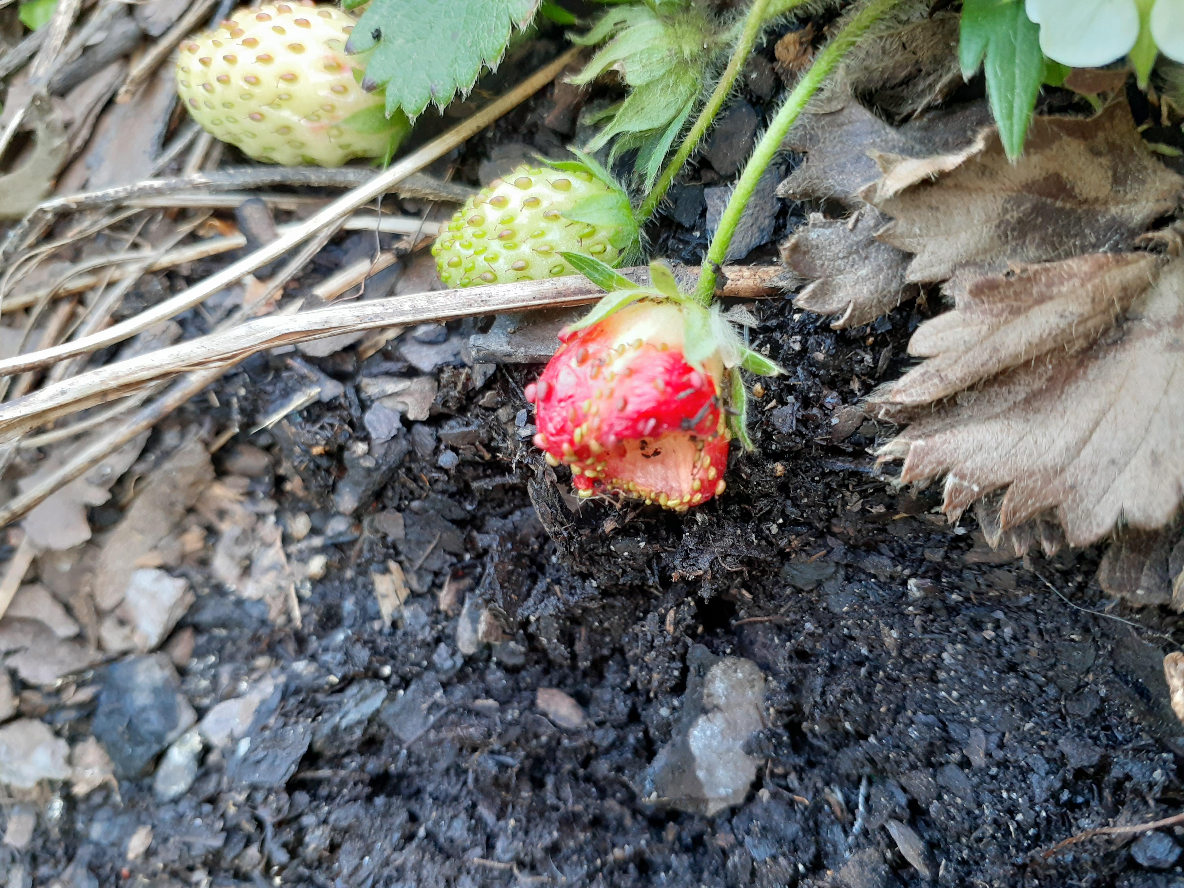 Something keeps eating my strawberries. Lizards, birds, slugs, bugs