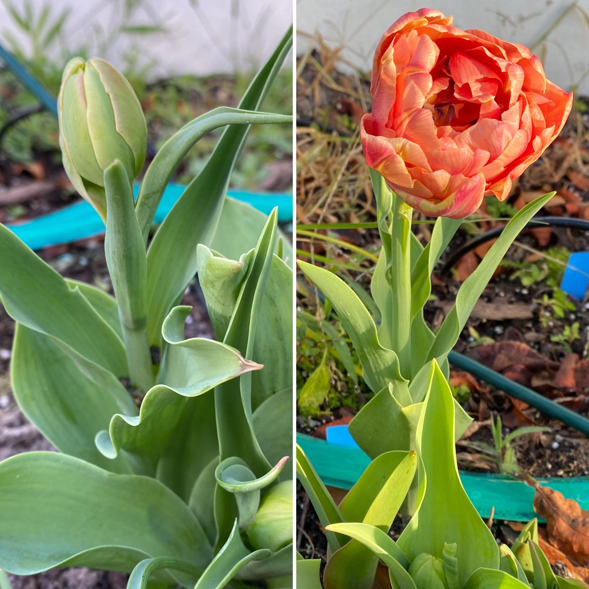 South Florida Tulip Update got my first flower! Zone 10b. This is OUR