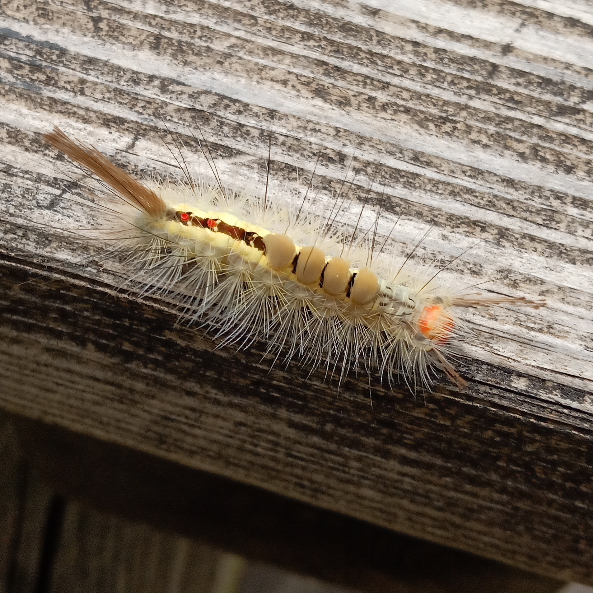 Anyone know what this is? I found it in Kansas City, Missouri and I've