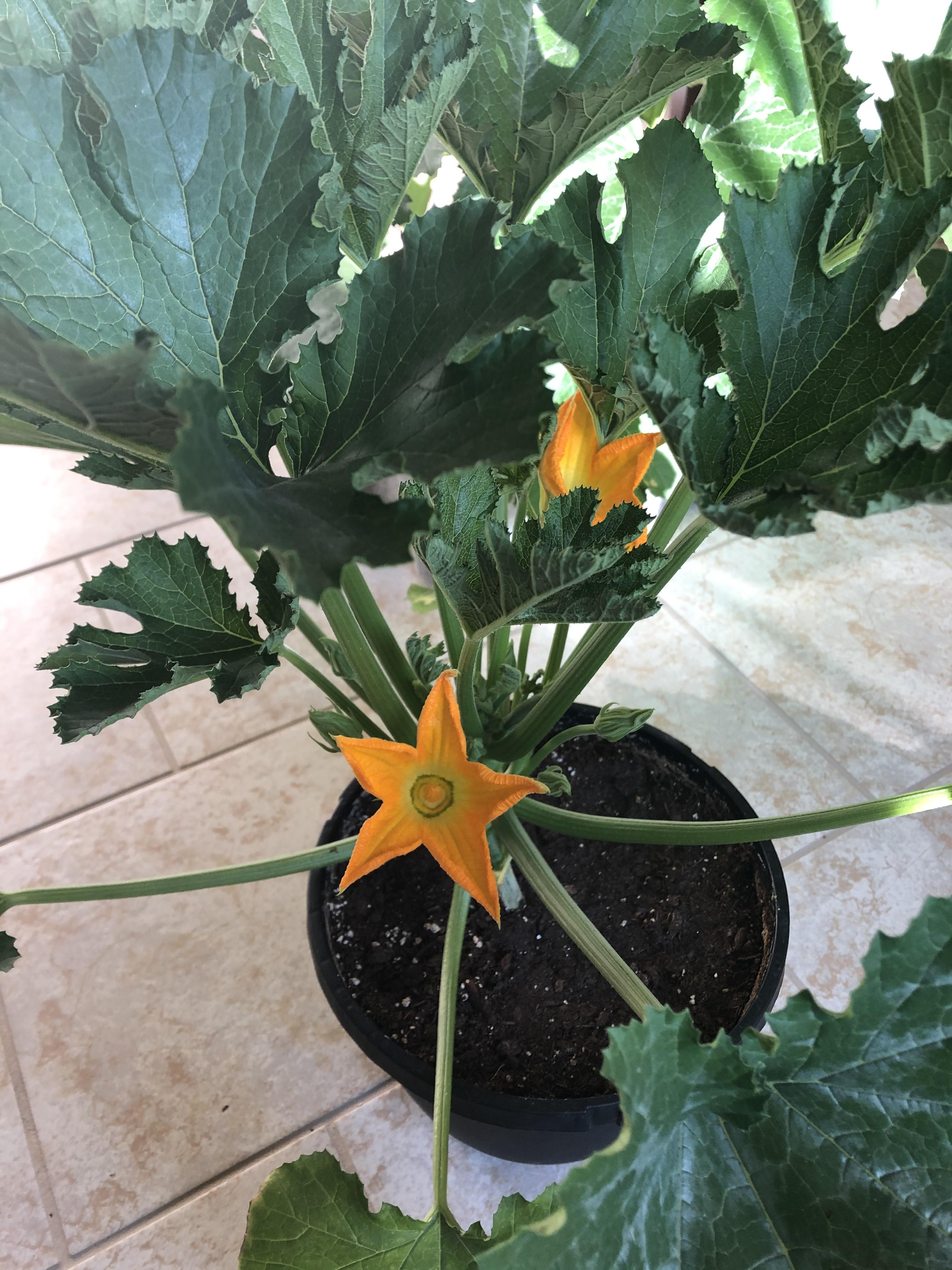 Why Do My Zucchini Only Have Male Flowers at Timothy Bottom blog