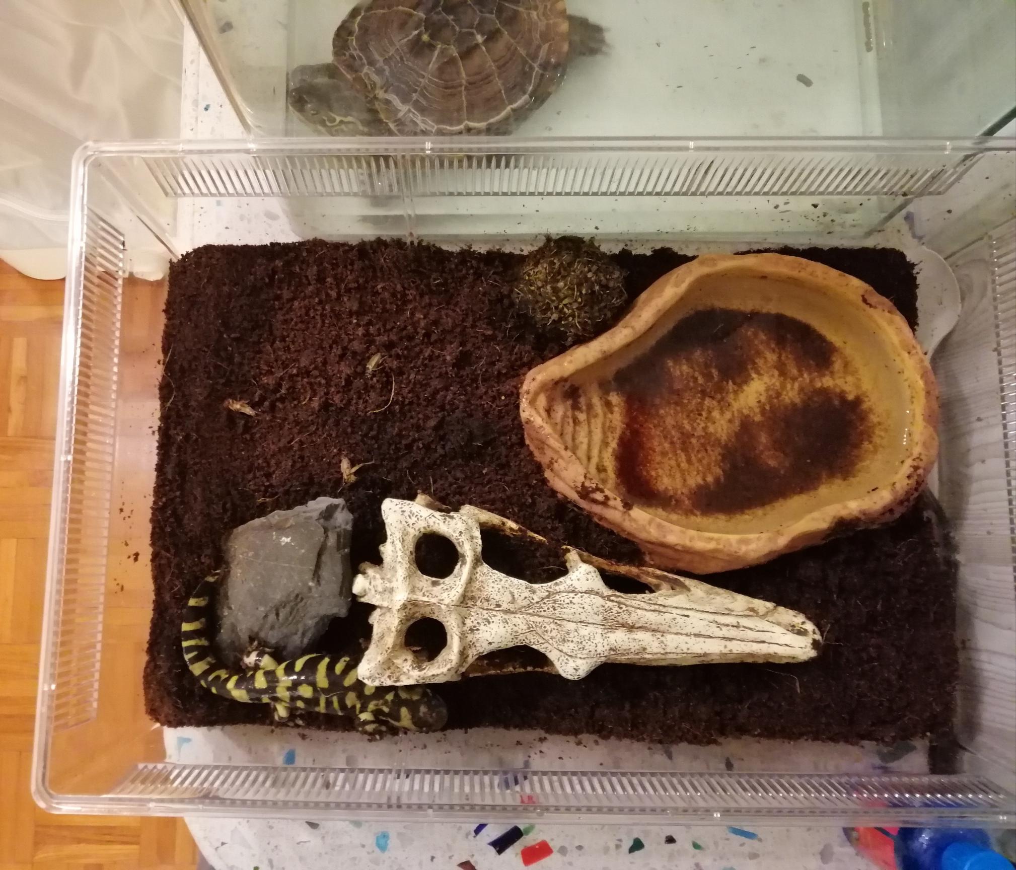 How's my salamander's new setup? : r/Amphibians