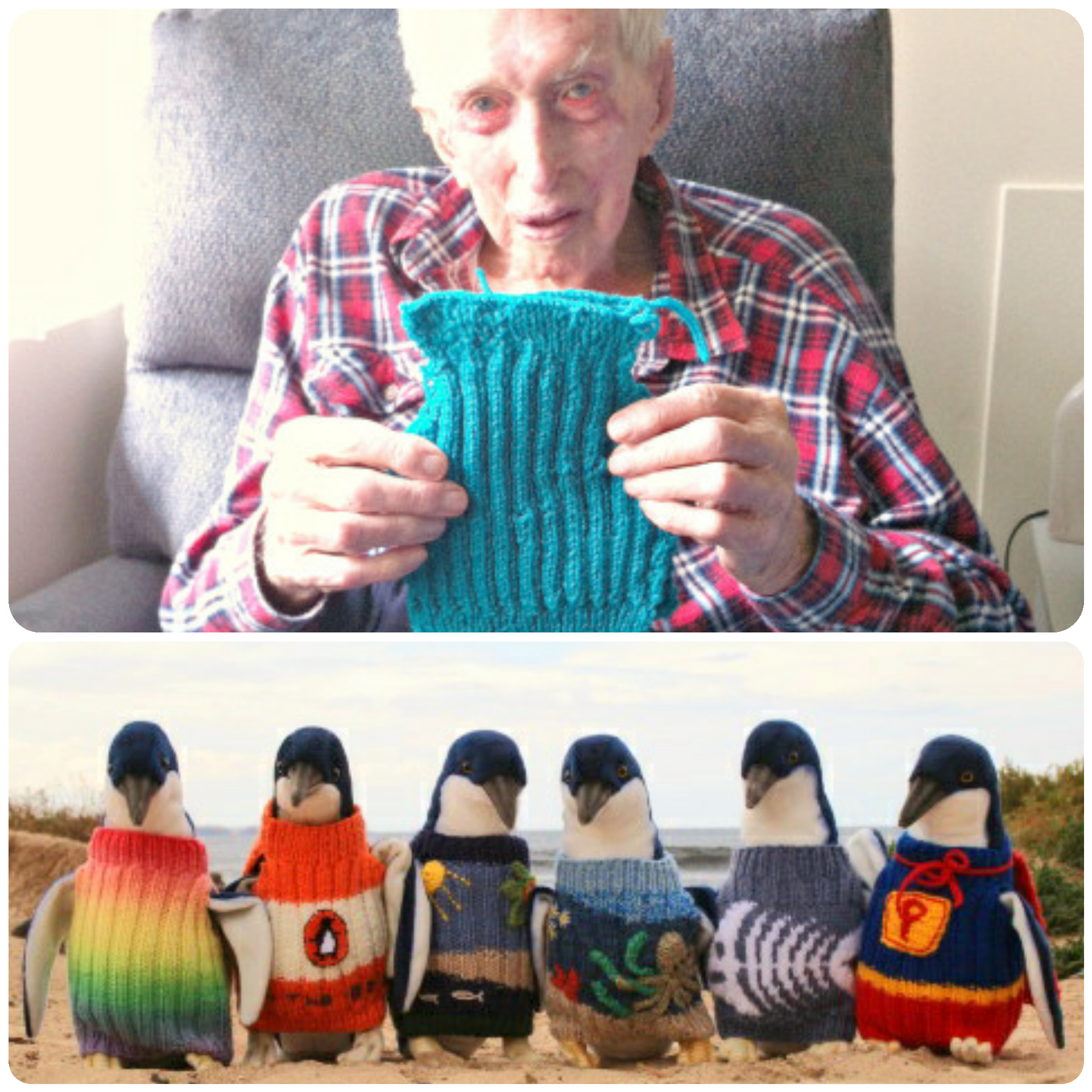 mamrizzio Australia's oldest man knits tiny sweaters for penguins