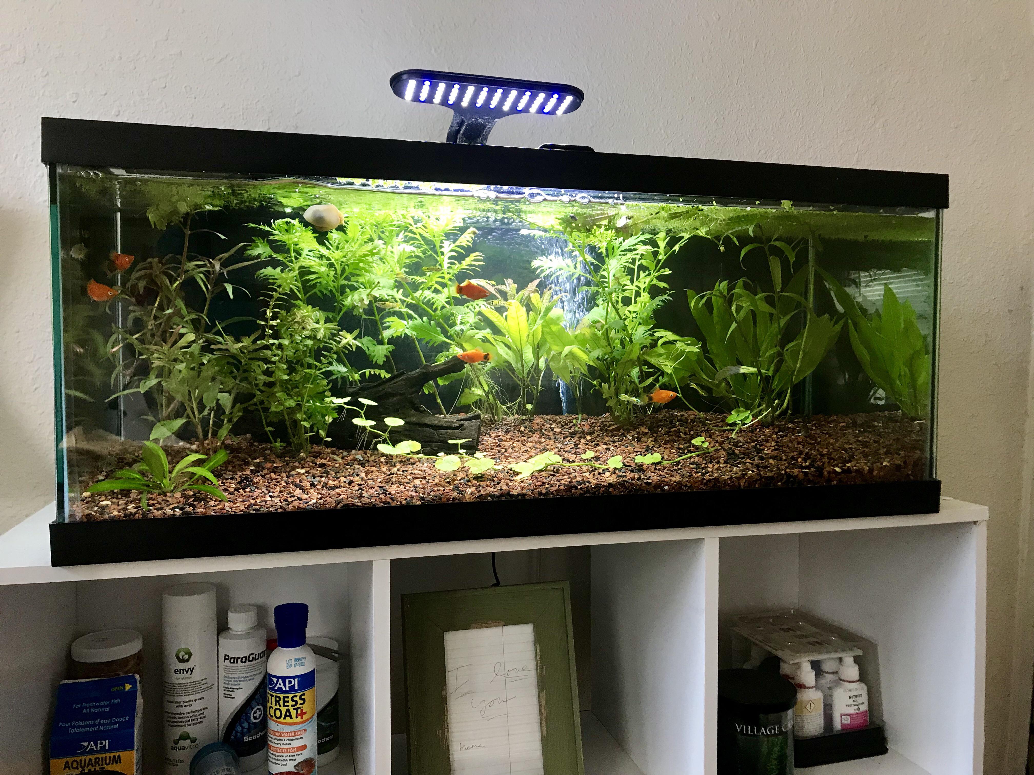 Setting Up My 20 Gallon Long Aquarium, 53 OFF