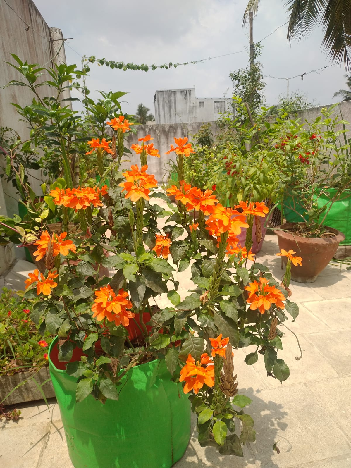 Firecracker Flowers in my garden ( Kanakambaram in tamil ) r/houseplants