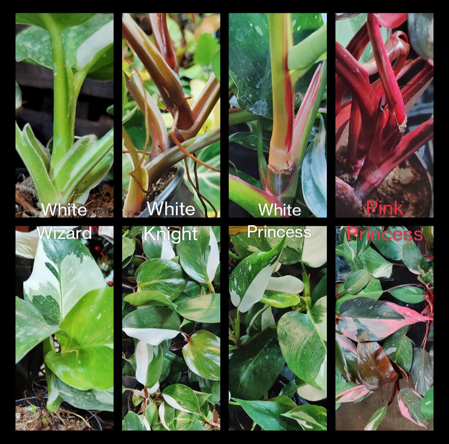 Royal Court Philodendron Guide (it's all about the stems) r/rareplants