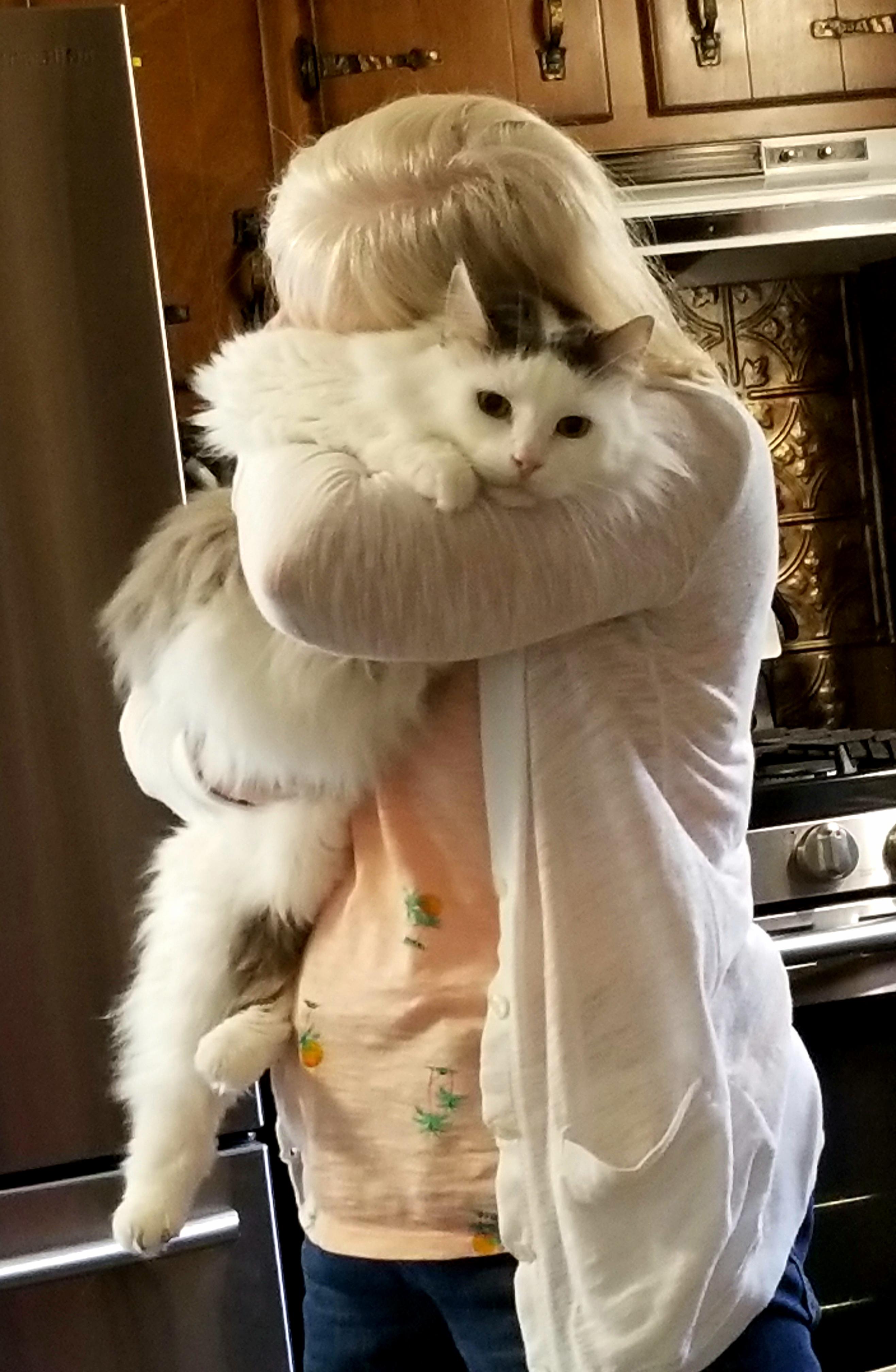 Mom don't you dare bring a cat into this house! Mom a few days later