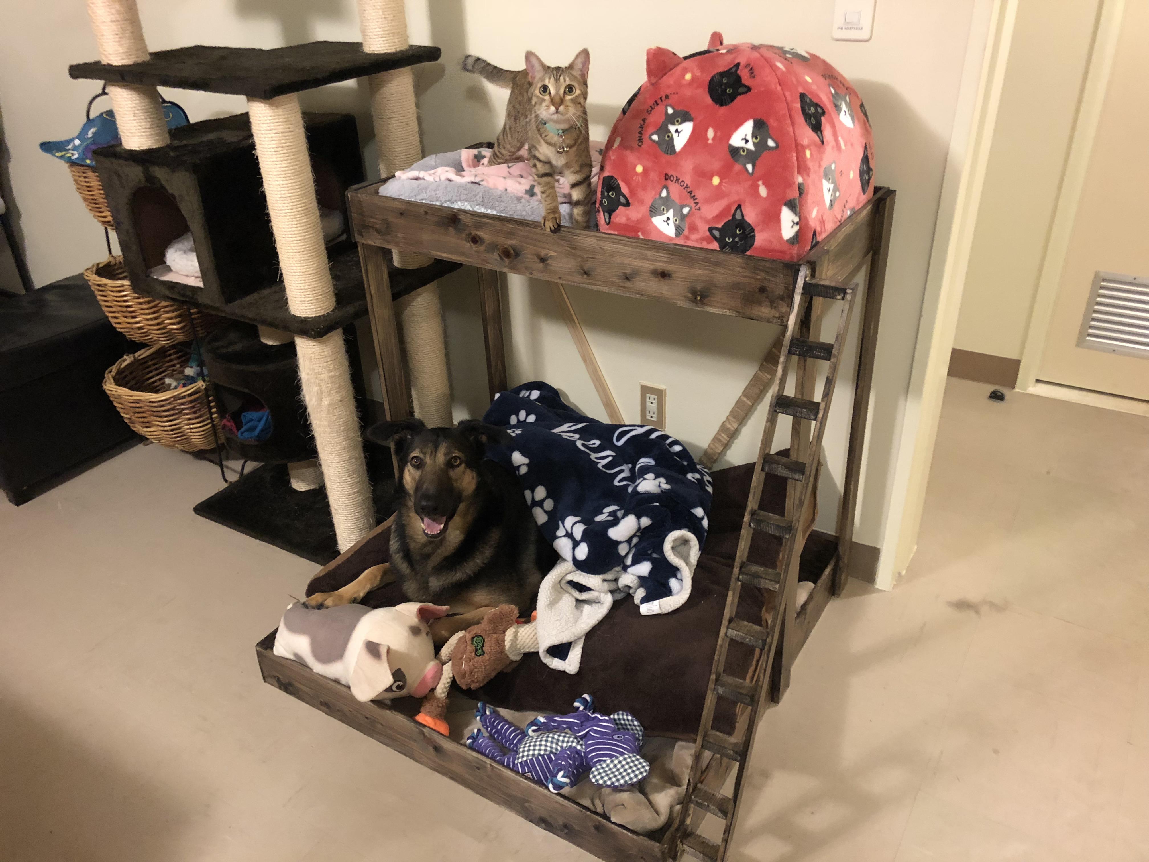 This bunk bed I made for my pets r/pics