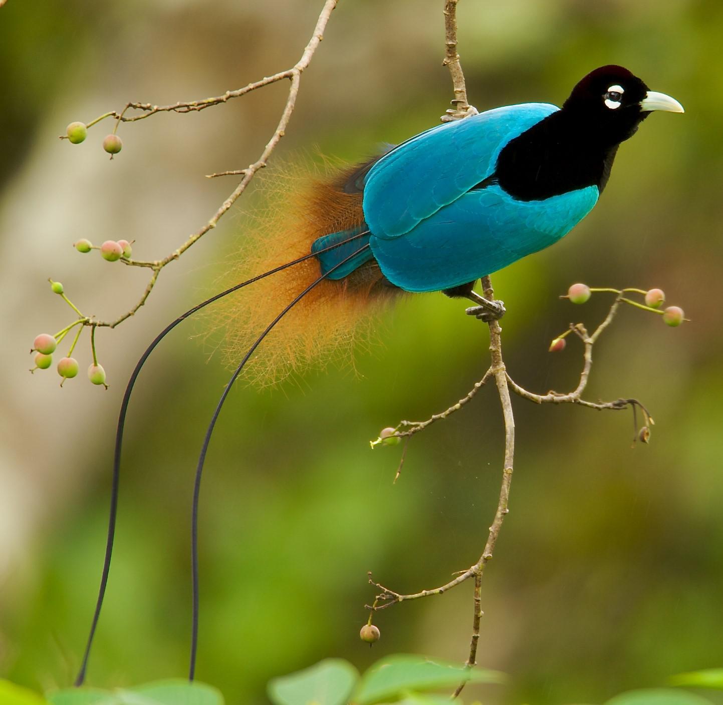 BirdsofParadise Part I Marvels of Evolution Bird of the Week