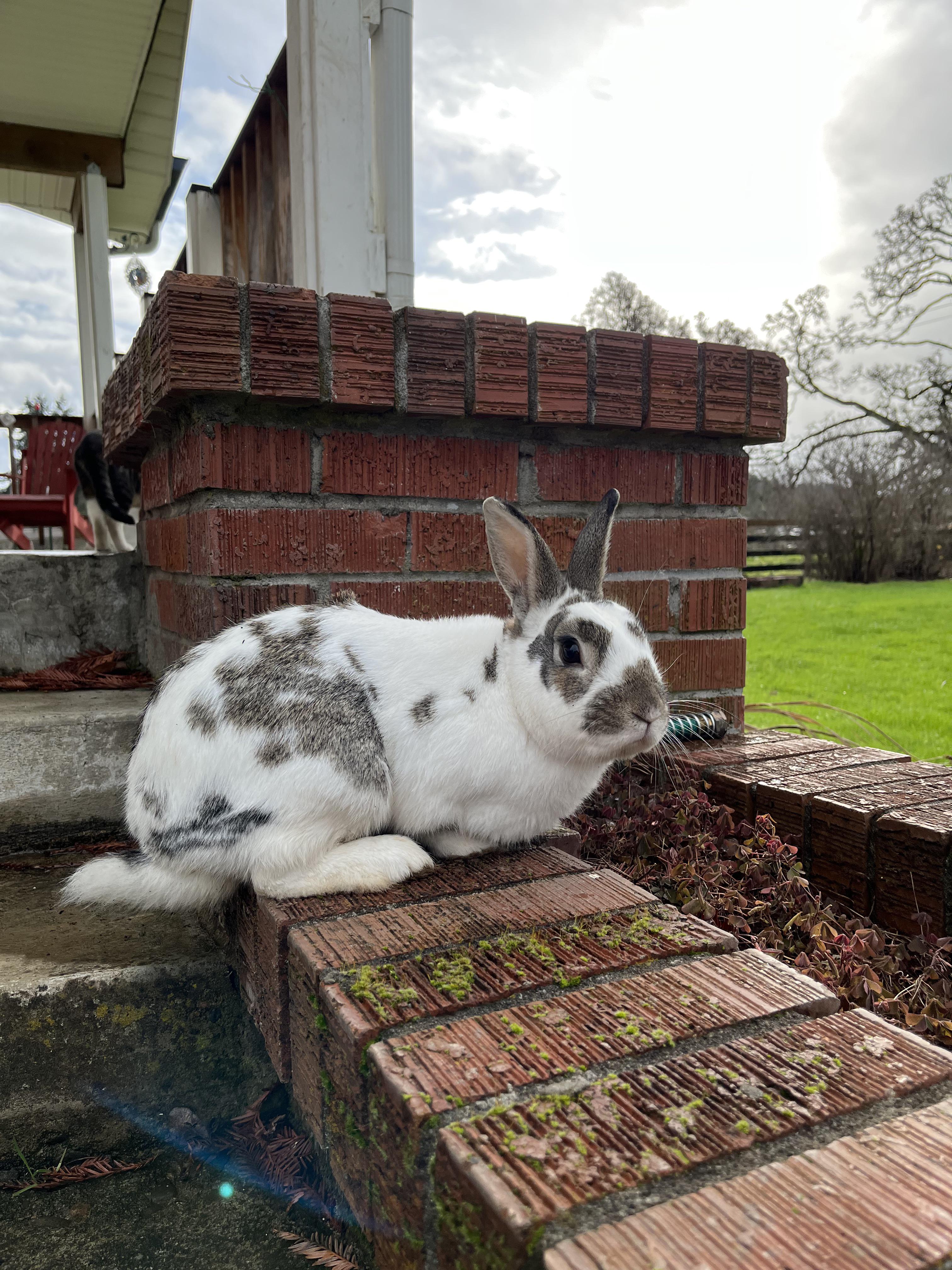 bunny farm Reddit post and comment search SocialGrep