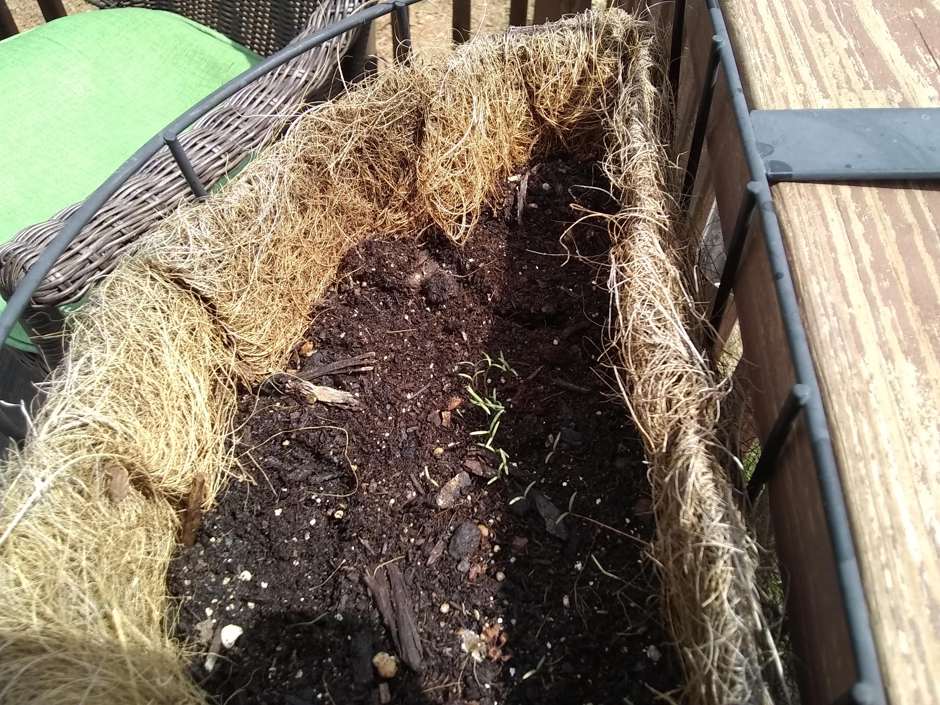 The first signs of my poppy seeds germinating outdoors. r/druggardening