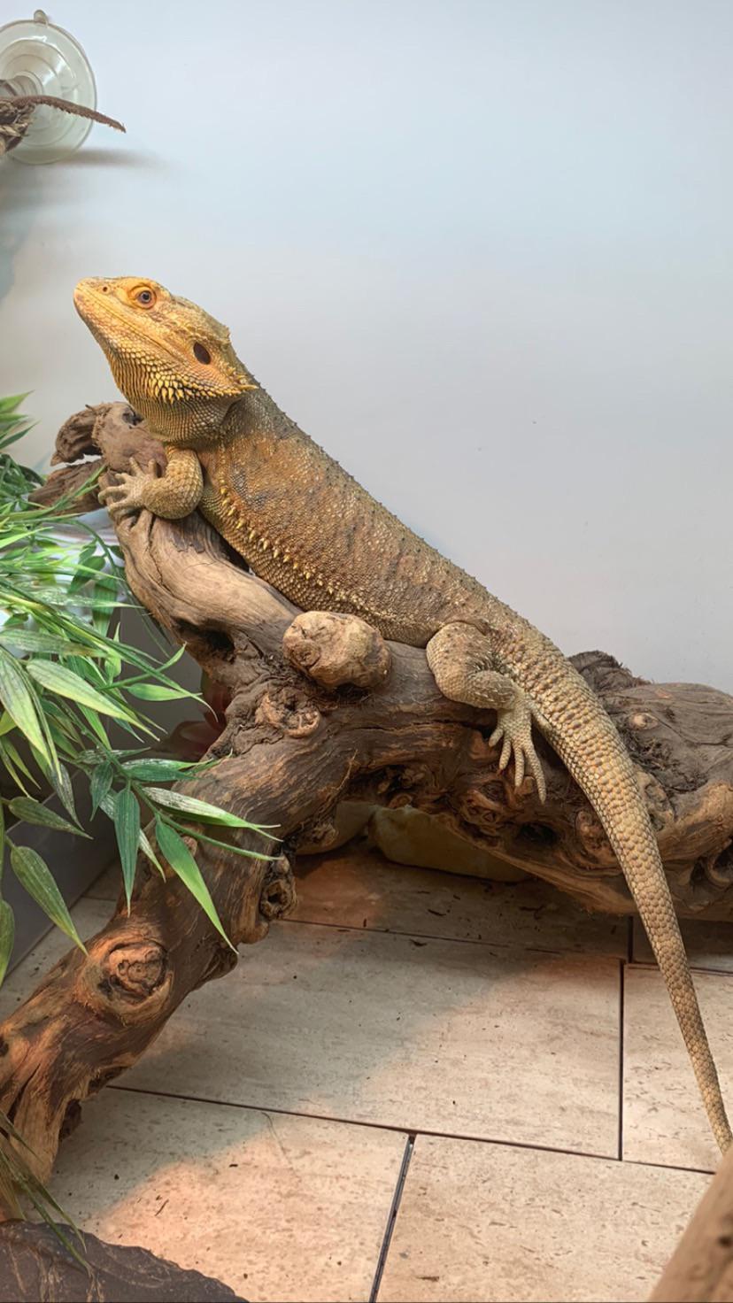 Bearded dragon hides all day. Doesn’t bask. Tried everything… is he truly just lazy? (more