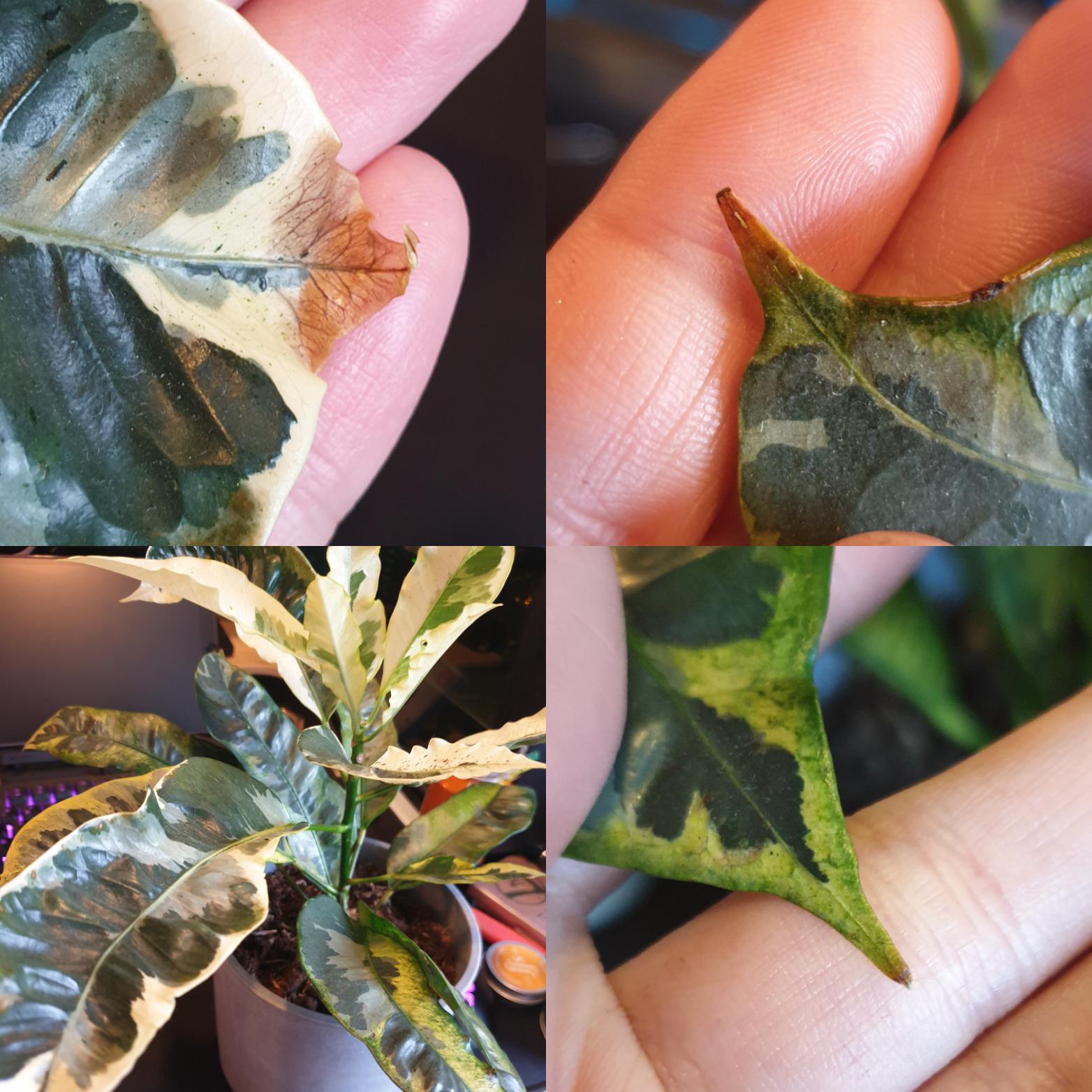Any idea why the ends of the leaves on my Croton Andrew are going brown