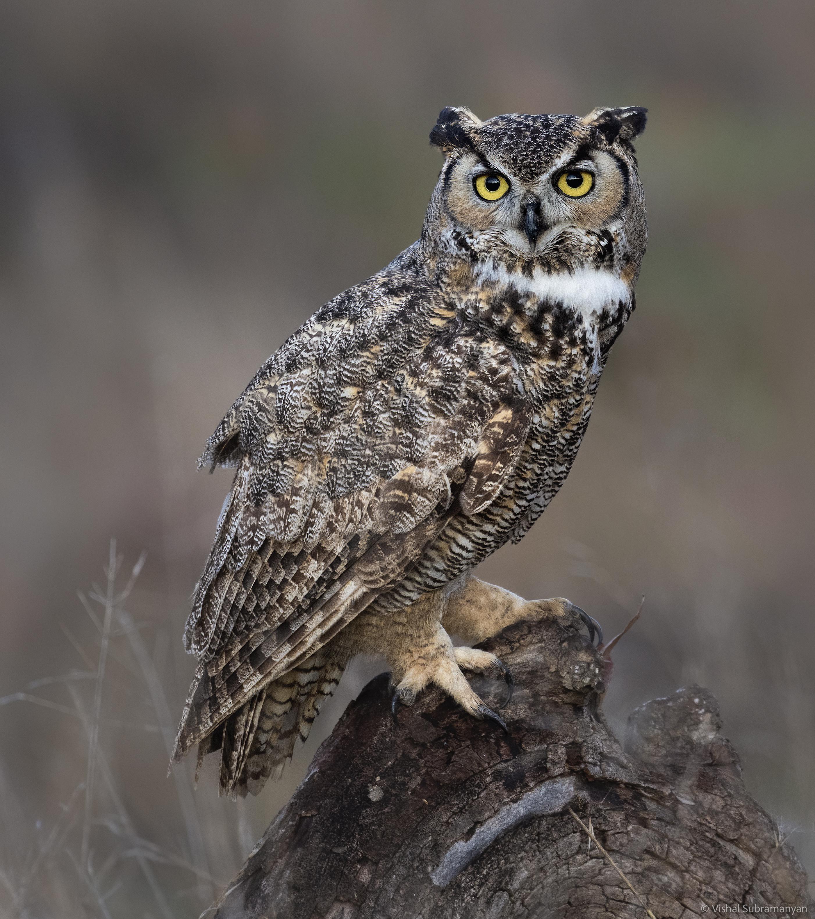 Wild Great Horned owl I Photographed in California! r/birding
