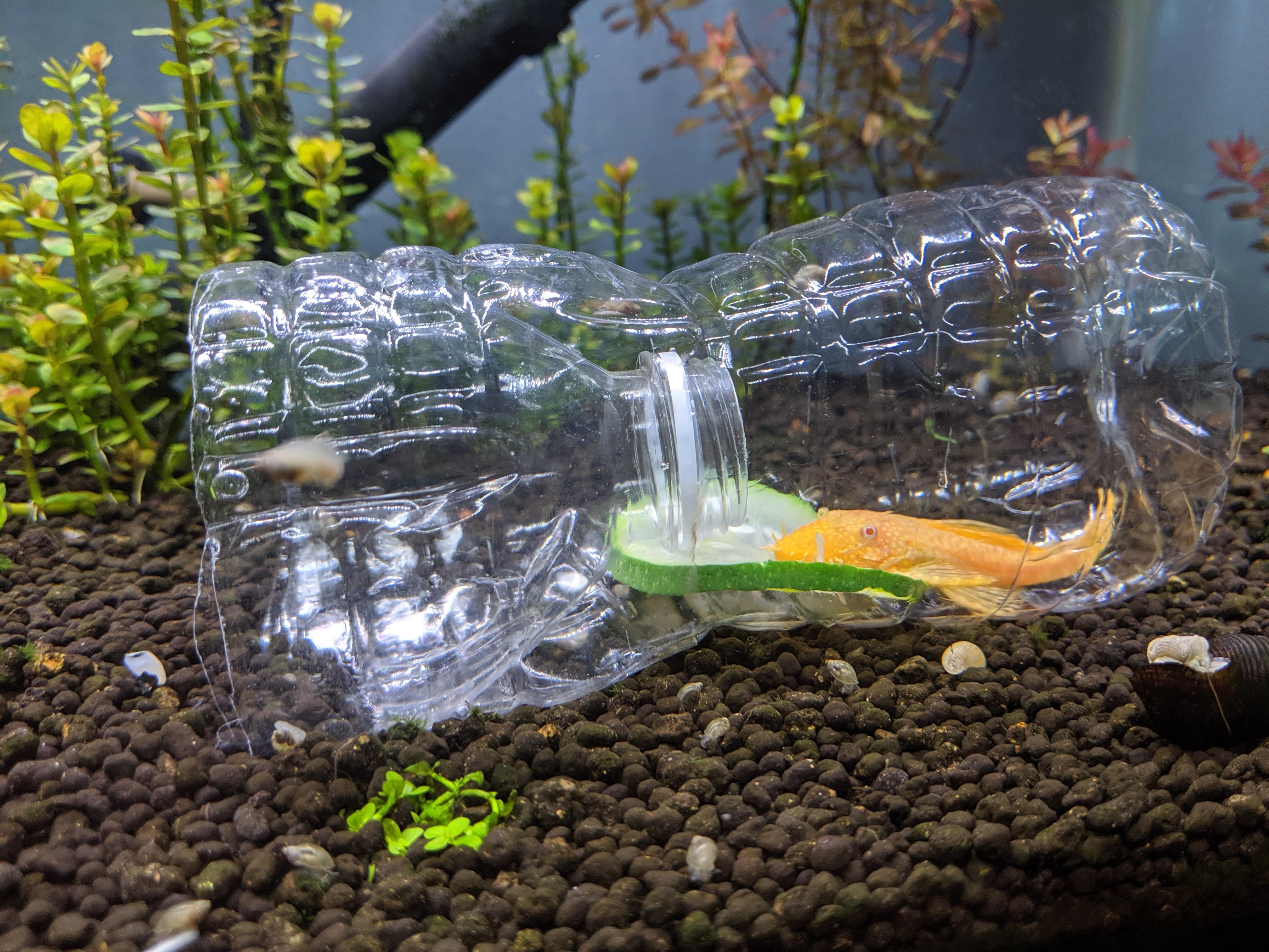 My snail trap did not go as planned.. r/Aquariums