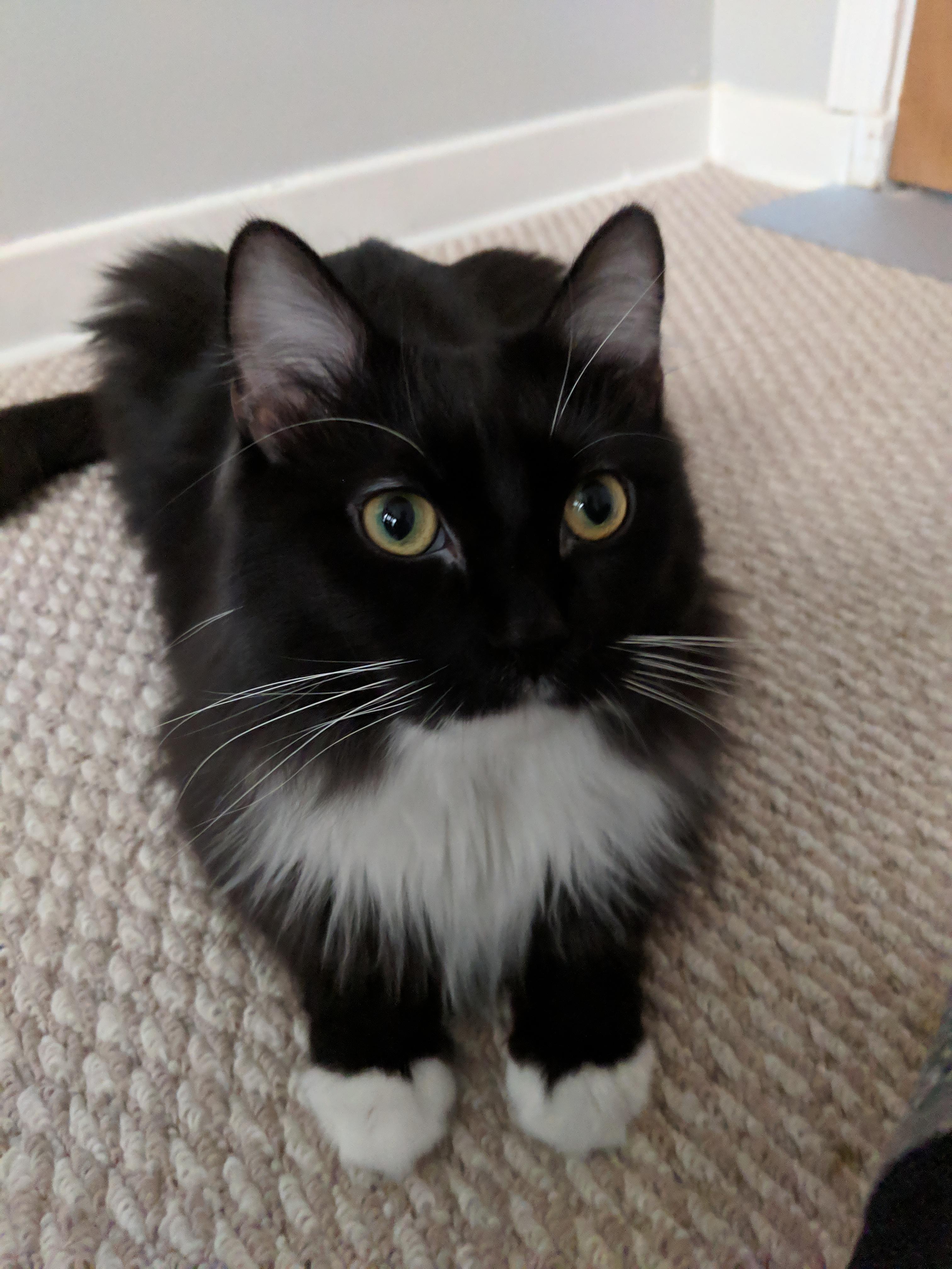 My new foster cat, Dexter cats