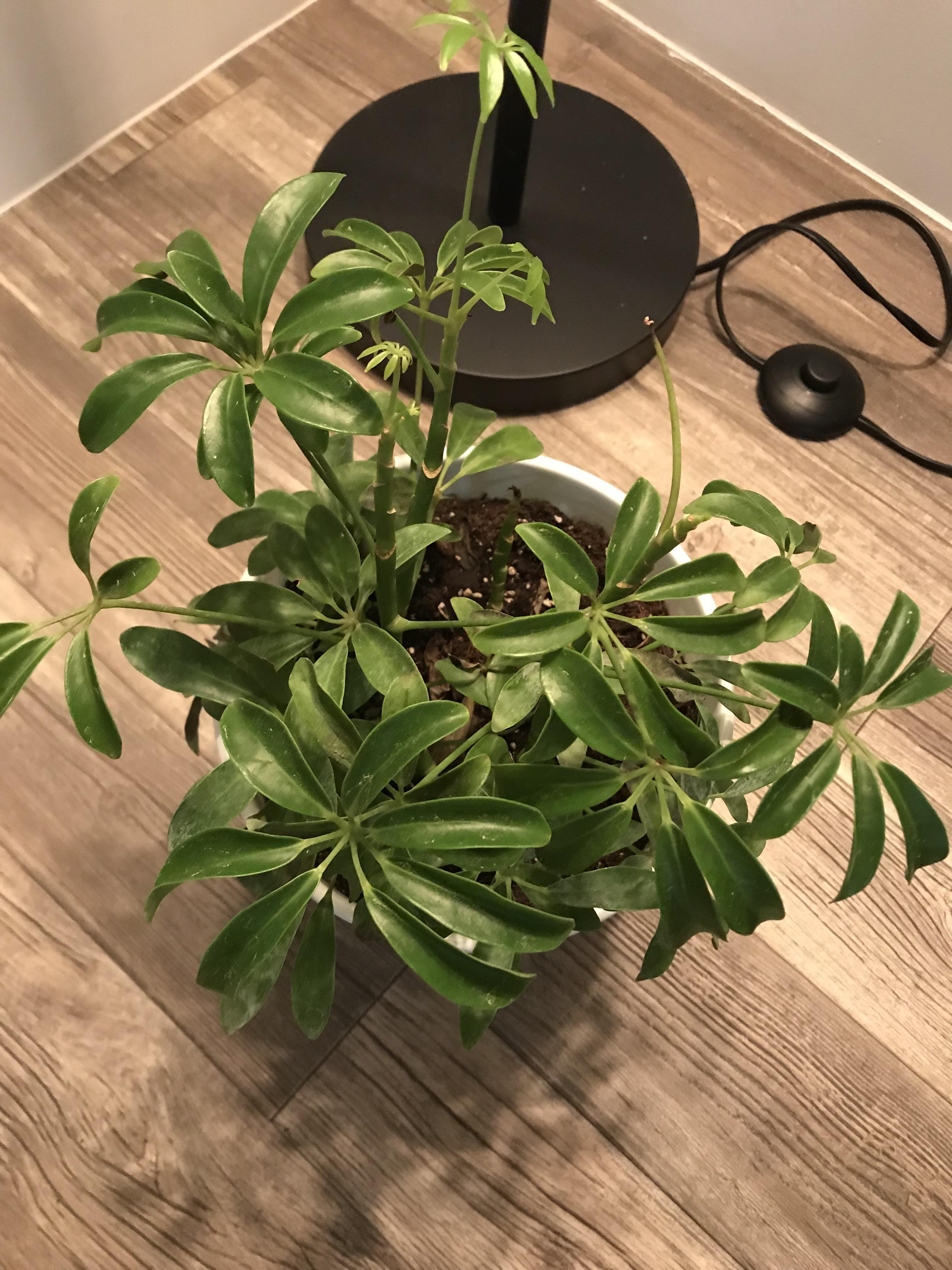 My umbrella plant is dying steadily losing its leaves and stems. r