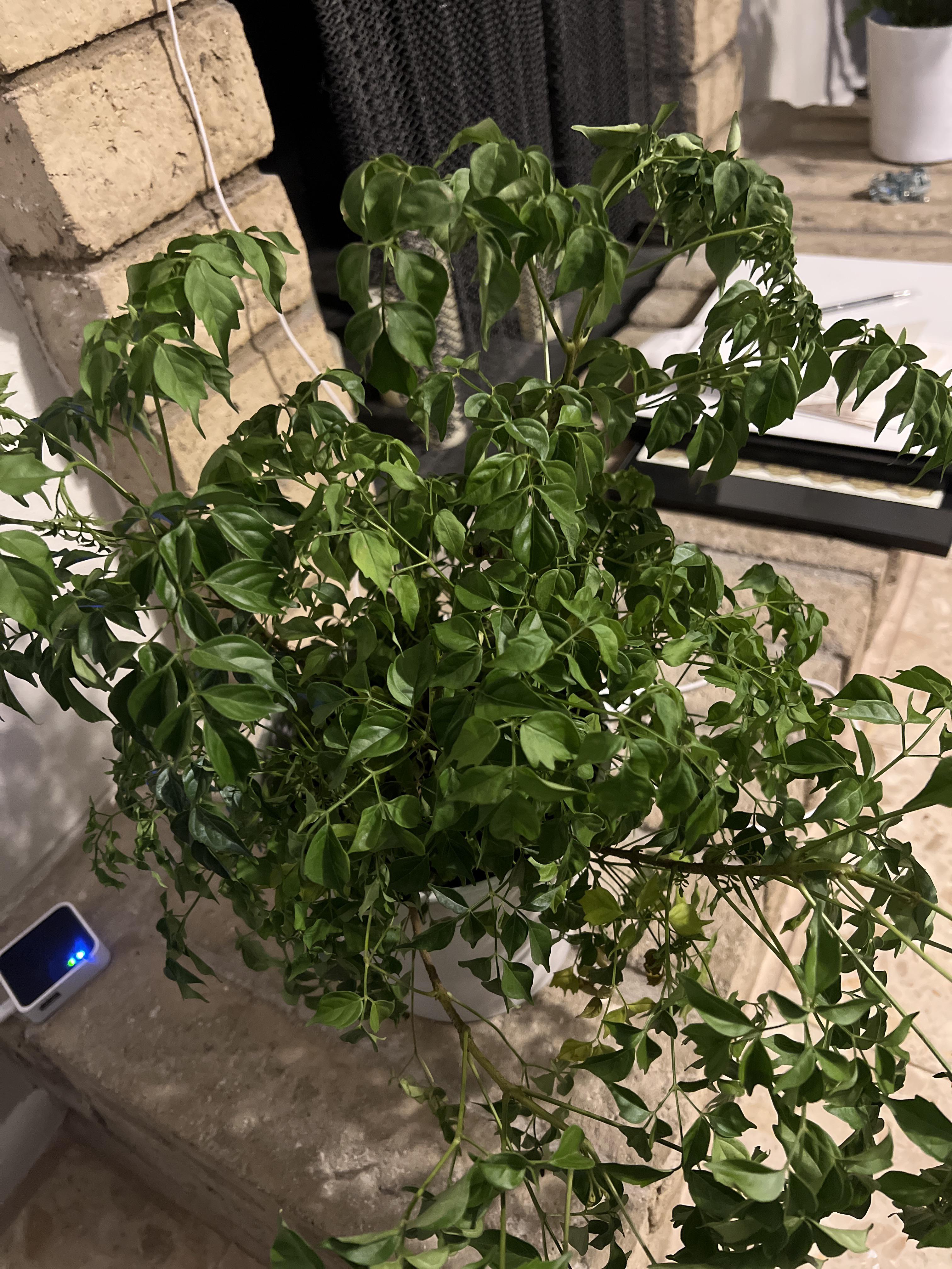 Hi everyone. I have a china doll plant. It’s being dramatic and drooping. It was watered 2 days