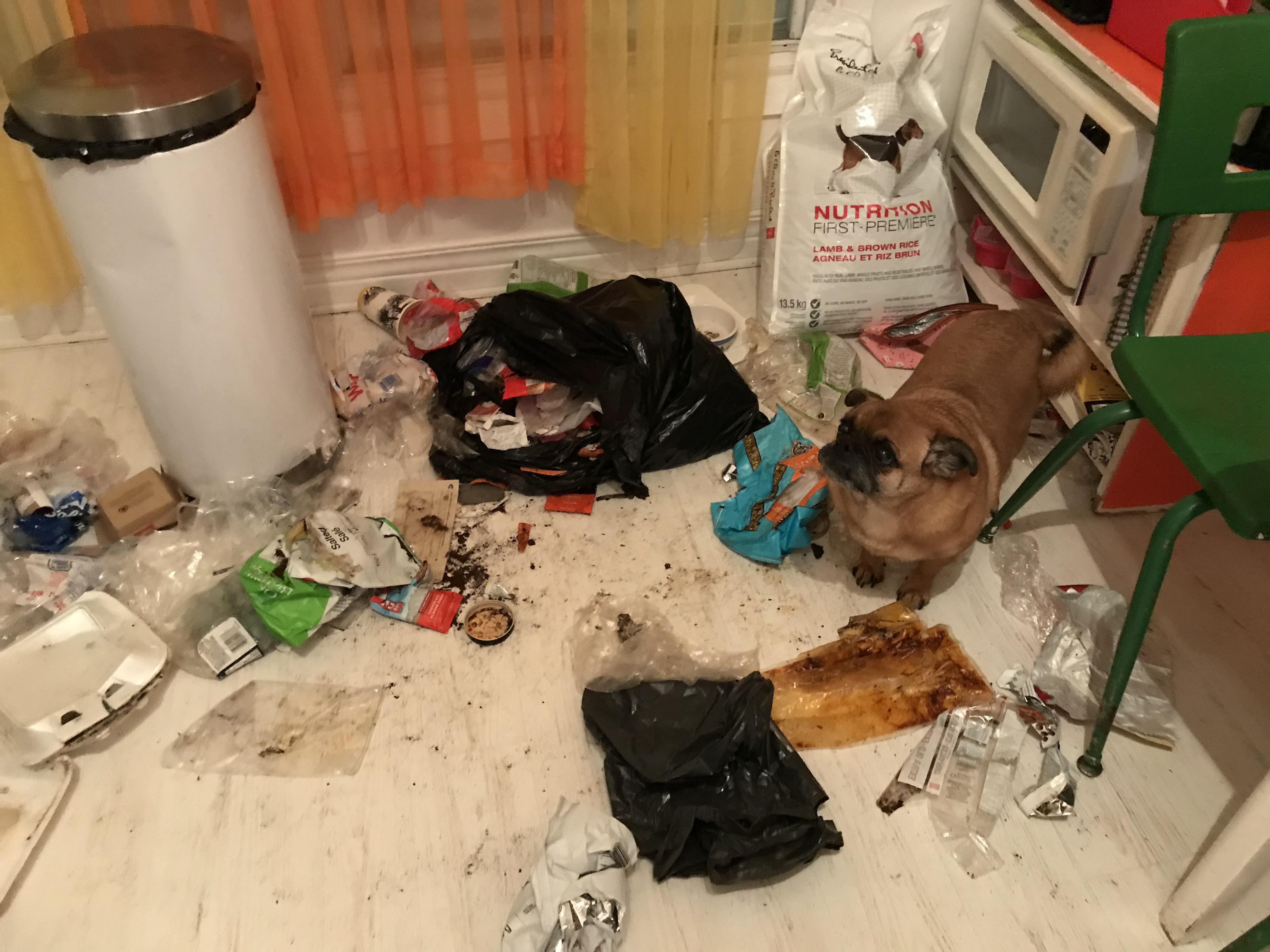 He got into the trash can while we were out dogshaming