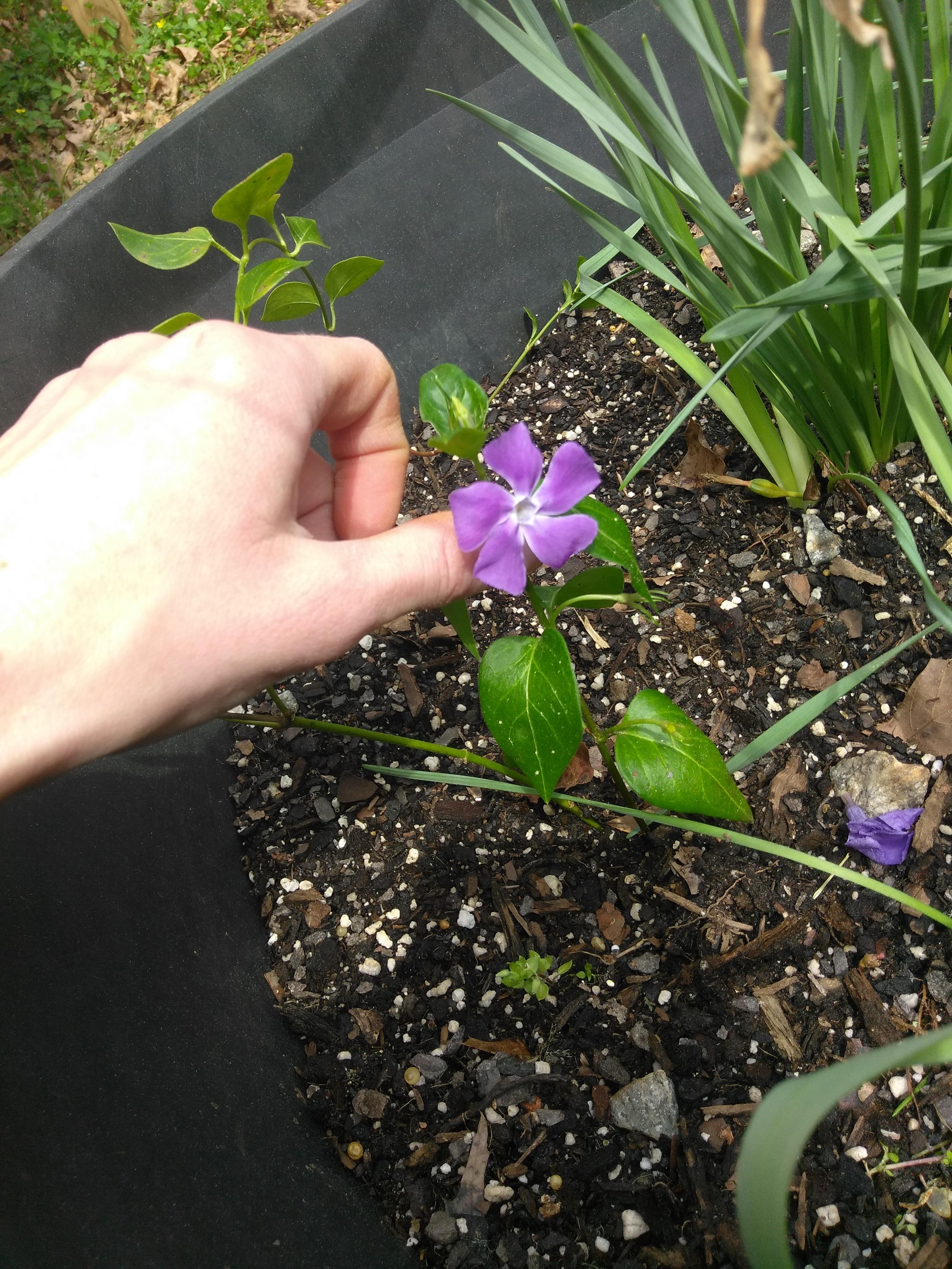 [NW [Wild] Wavy green vine with purple flowers found in flower