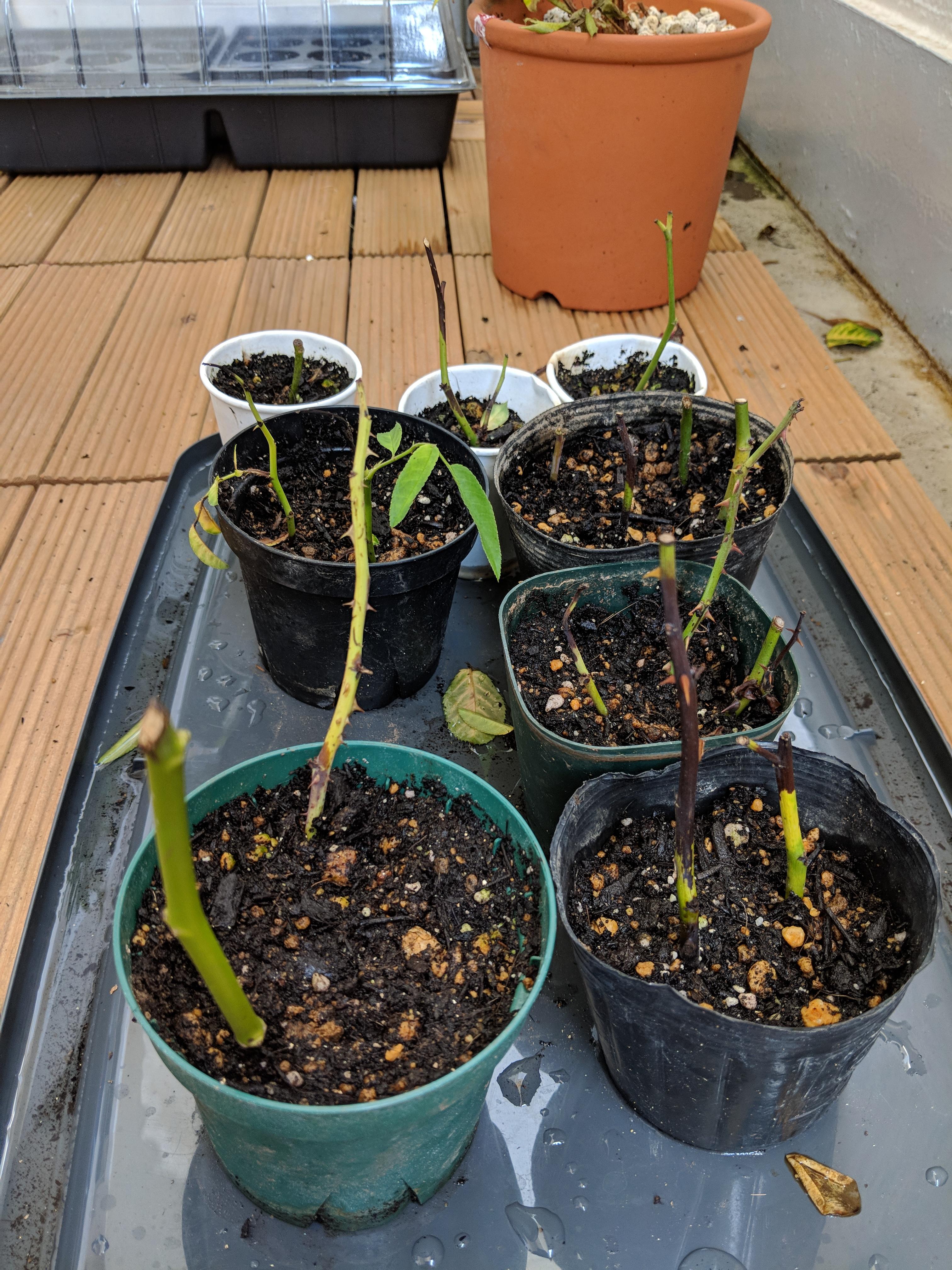 Why are my rose cuttings slowly turning black? They have been in a transparent tote not fully