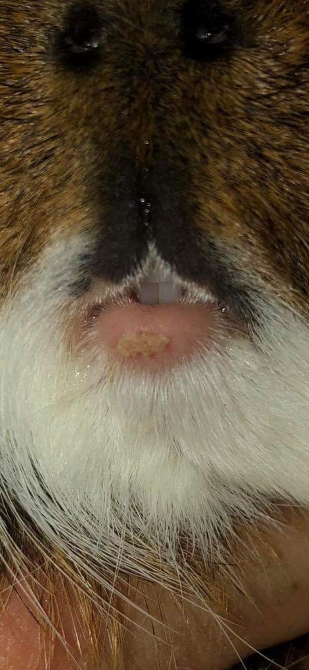 Today we noticed this scab on one of our guinea pigs lips. Anyone knows