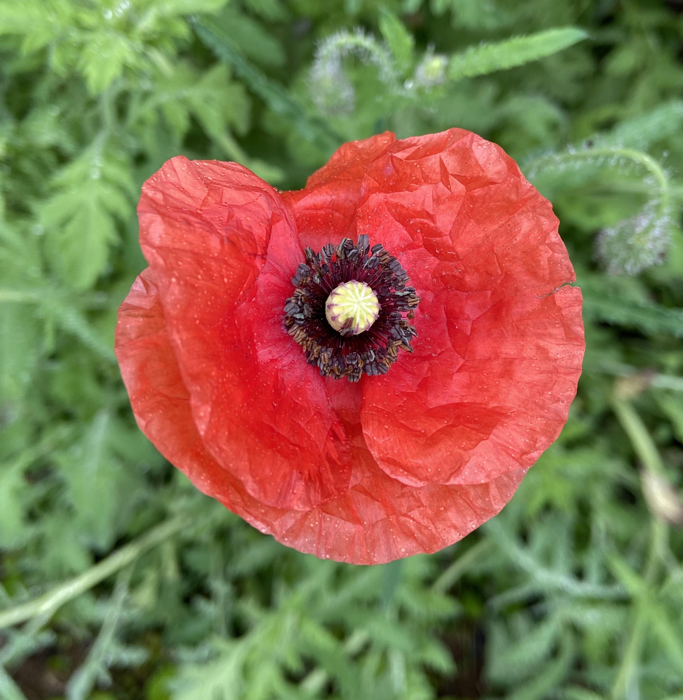 American Legion r/poppies