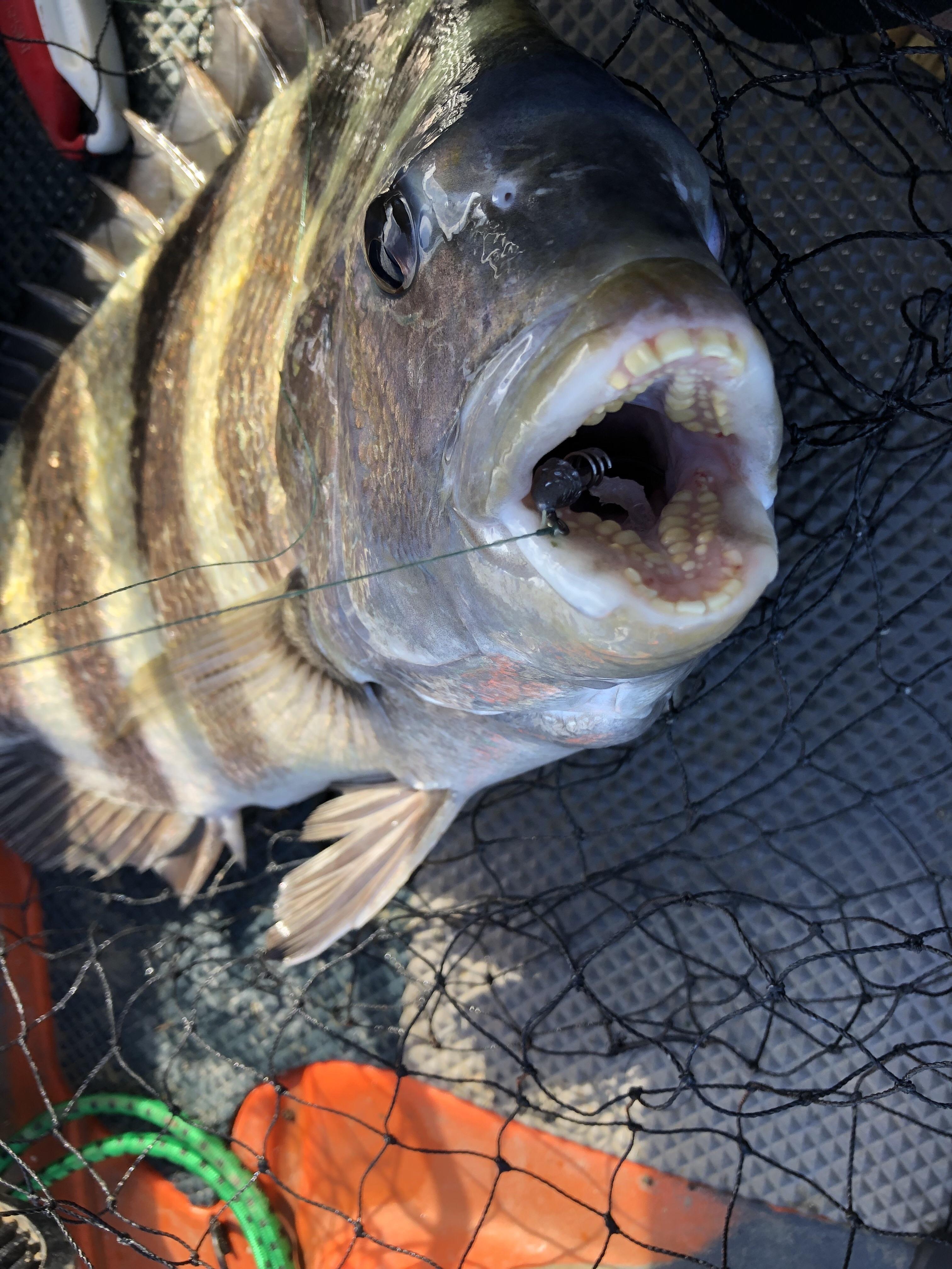 7 best u/f0x1211 images on Pholder Fishing, Kayakfishing and