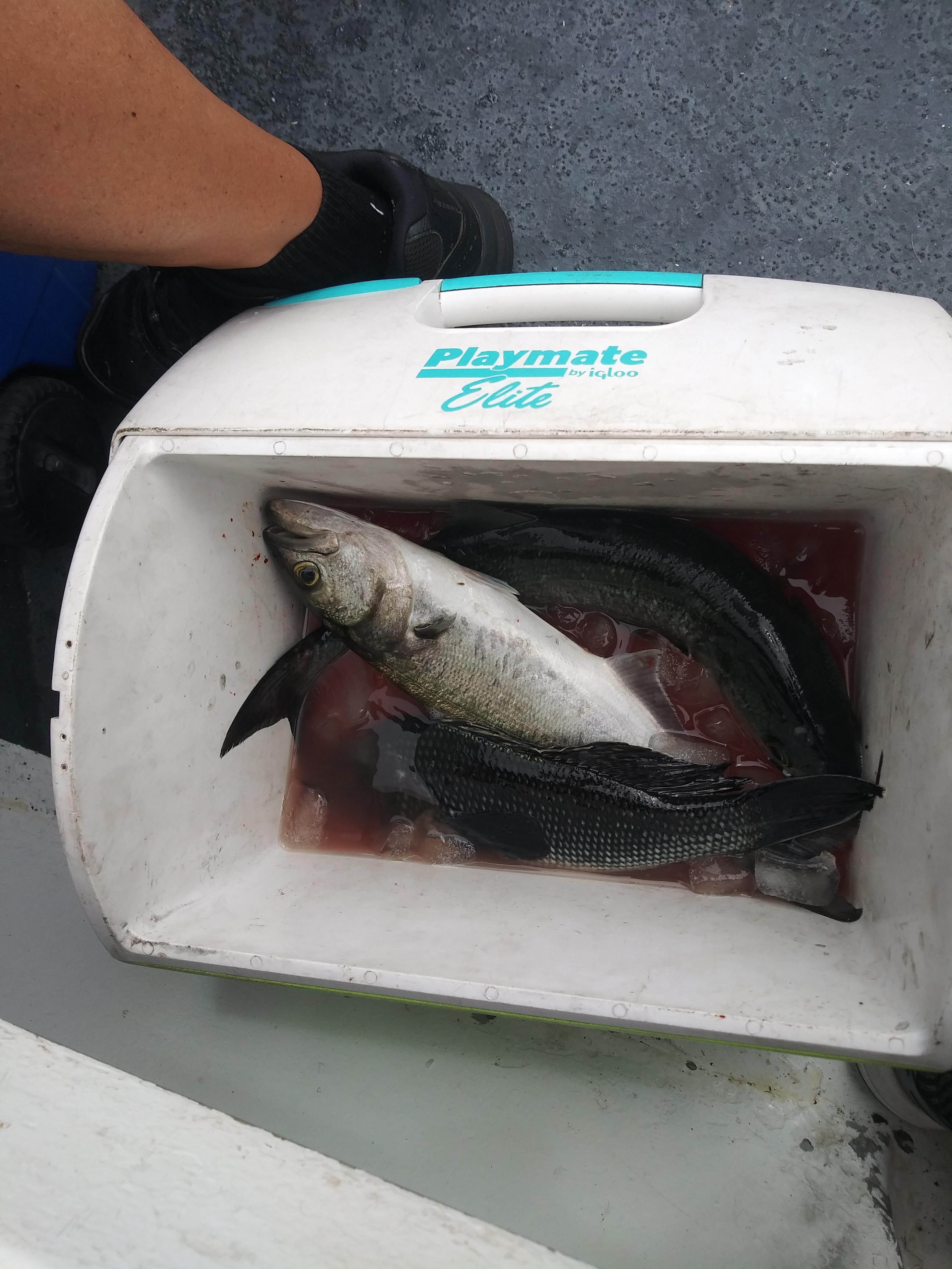 2 blue fish and a sea bass deep sea fishing Belmar N.J. r/Fishing