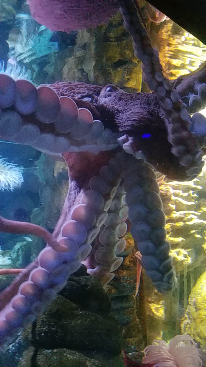 Octopus at Boston Aquarium r/pics