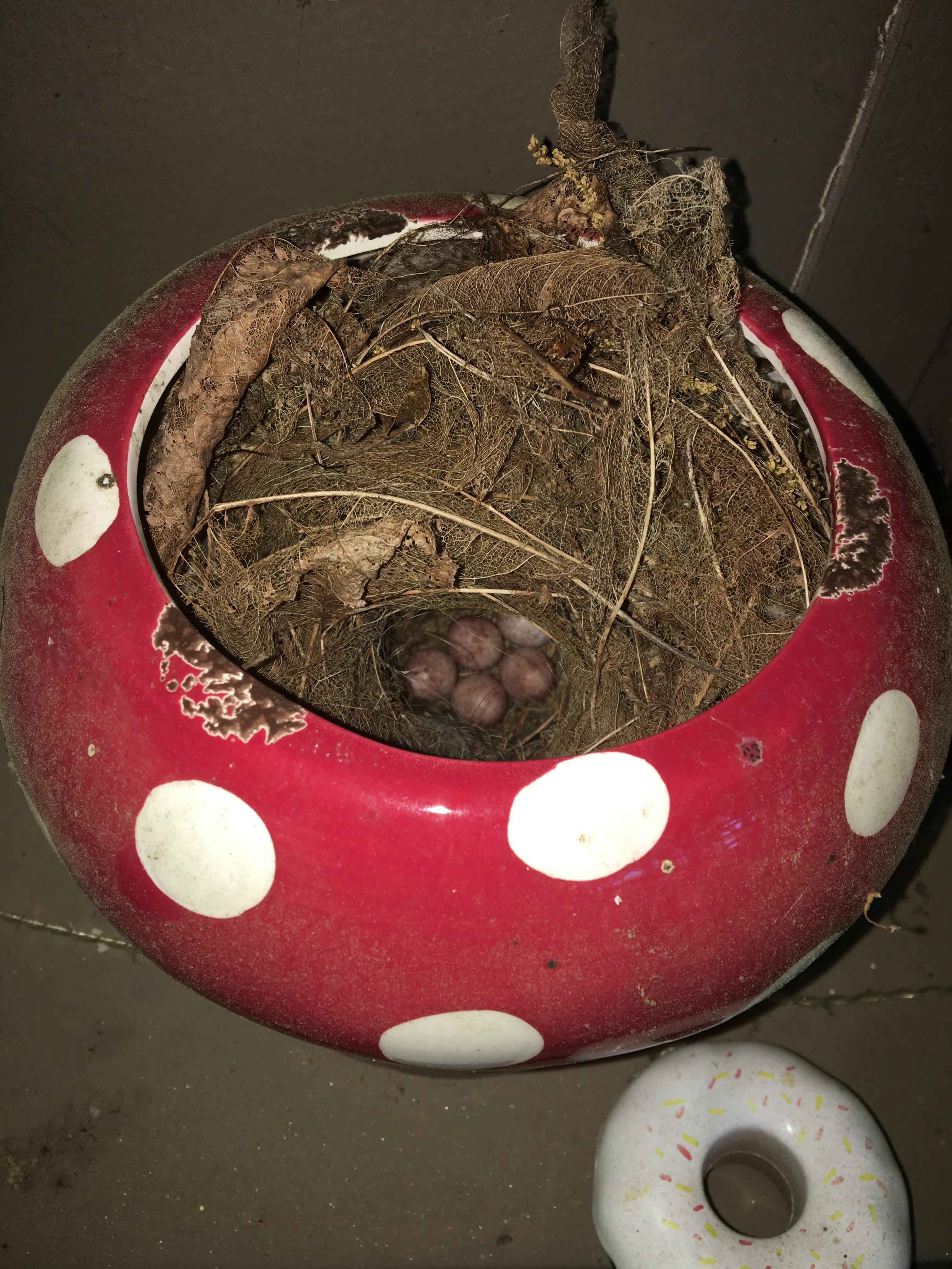 🔥 birds nest with eggs in a planter on my front porch! Pretty sure it’s