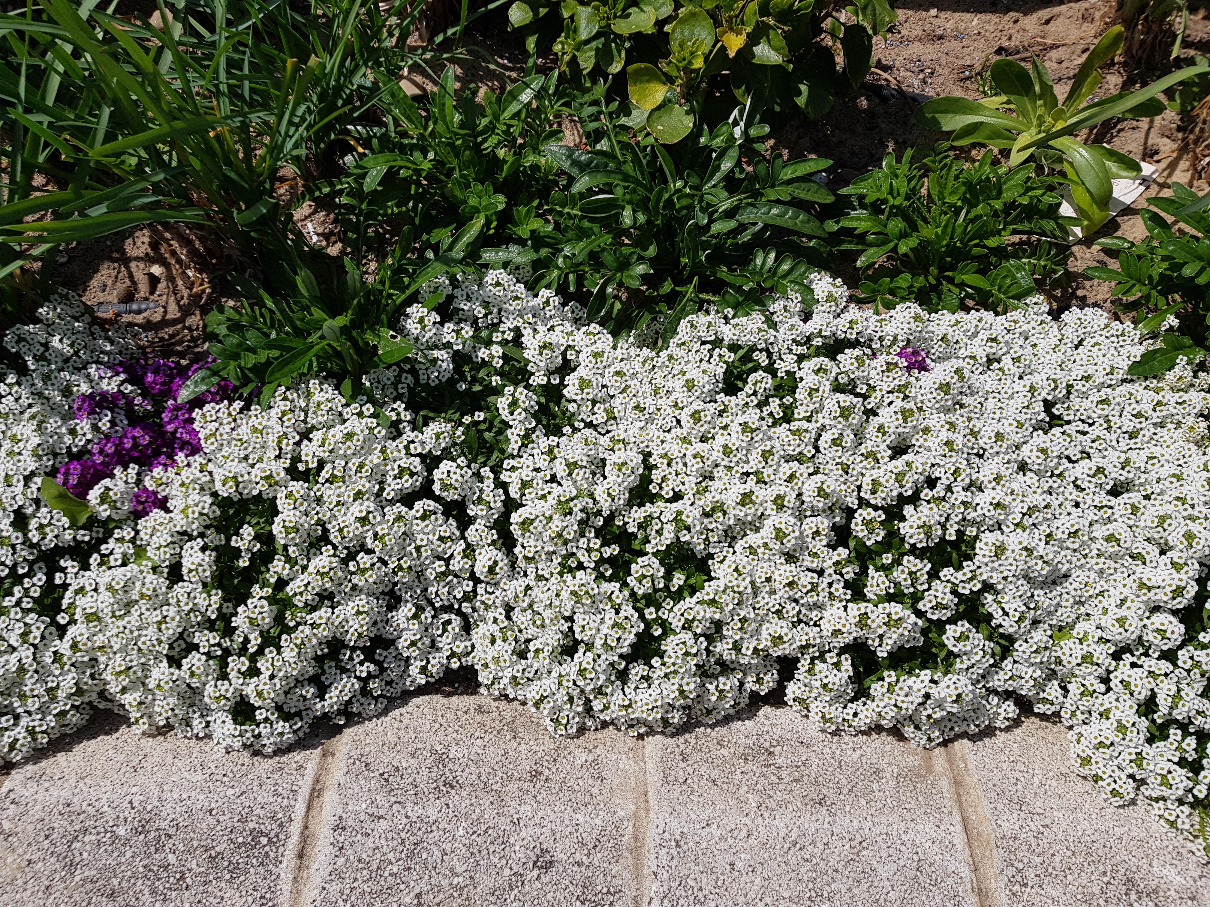 Smells like honey r/whatsthisplant