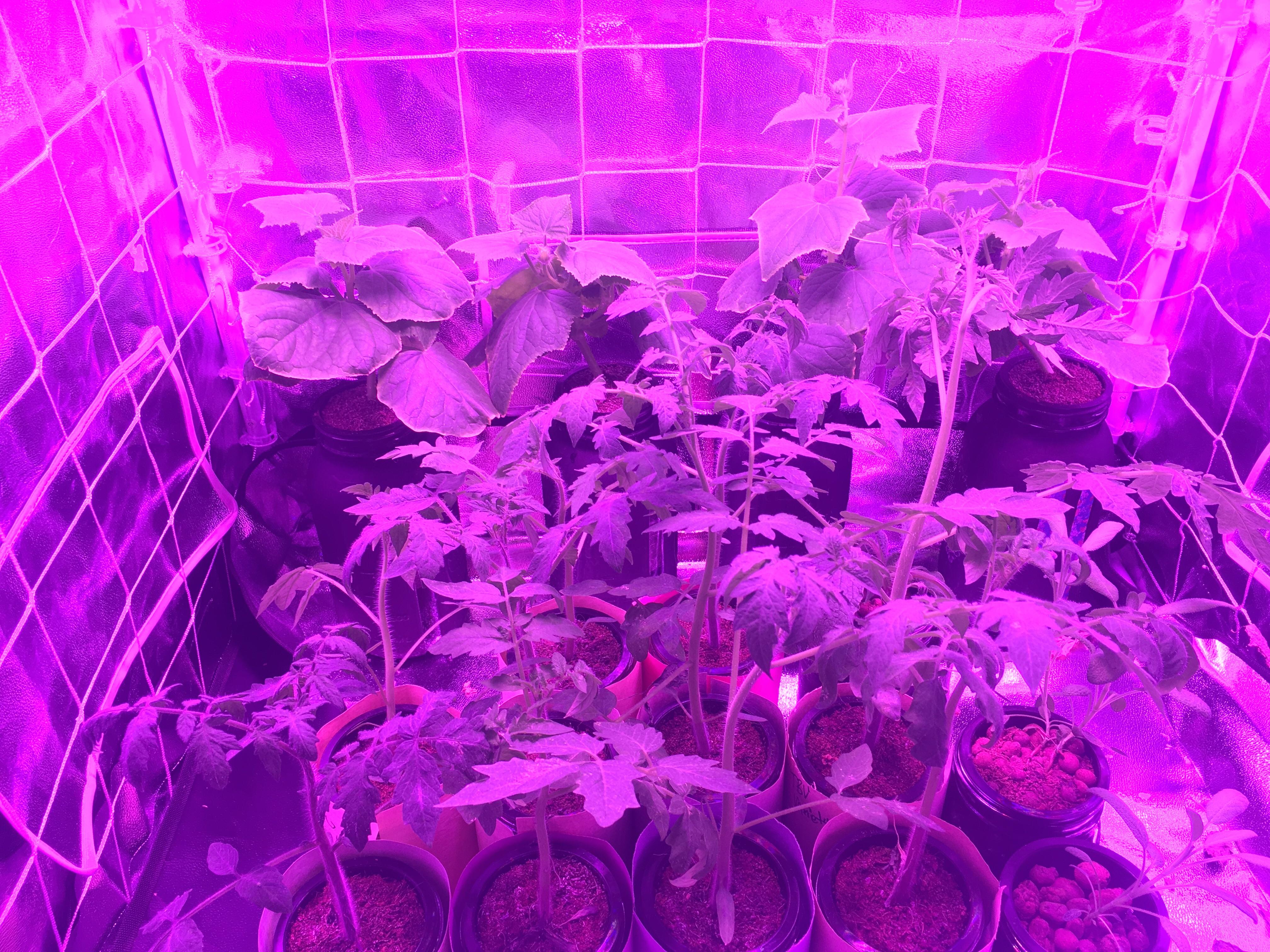 Tomatoes and Cucumbers Kratky method r/Hydroponics