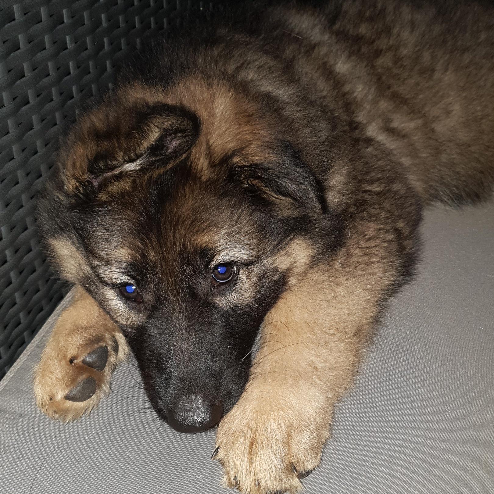 My new shepherd germanshepherds