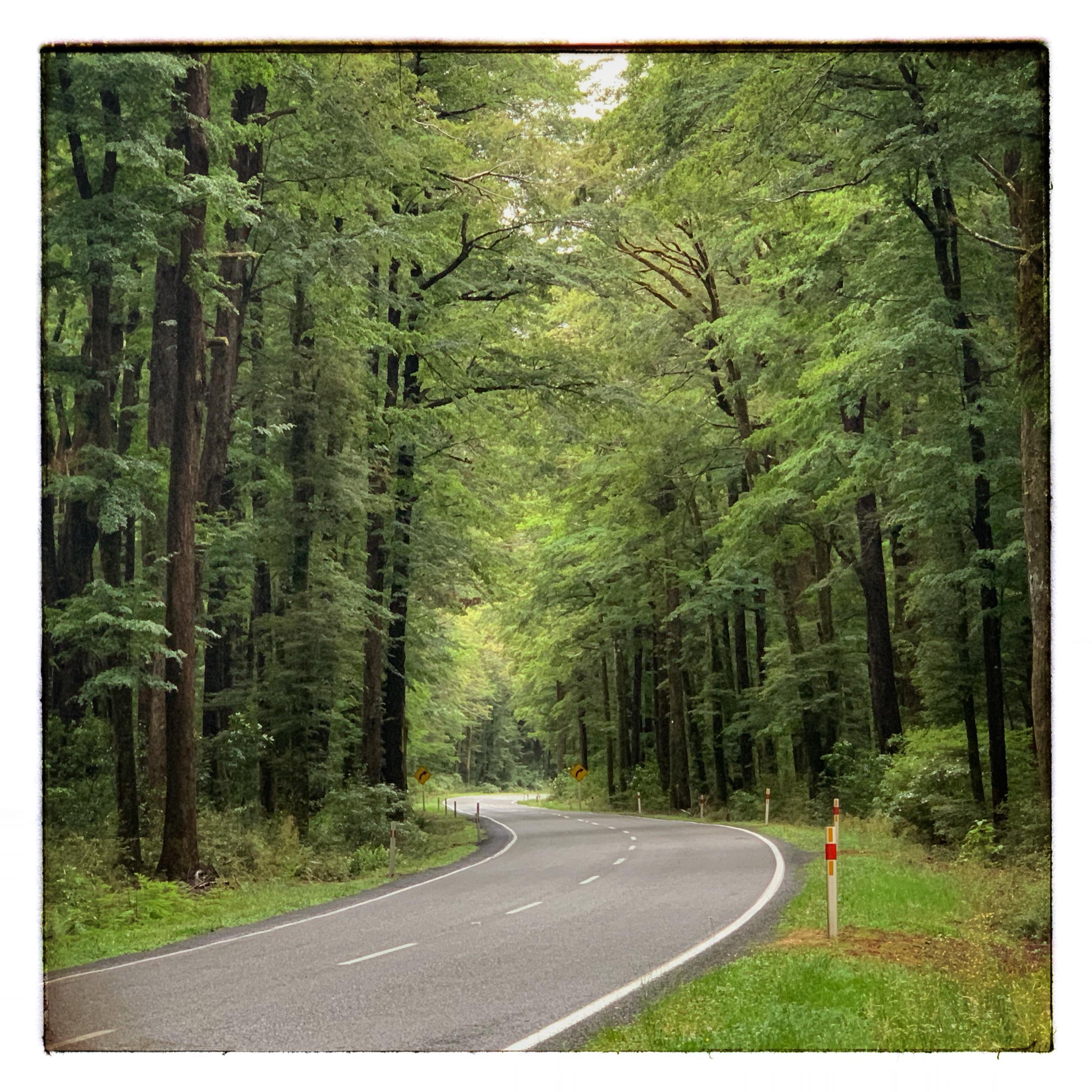 Lewis Pass, South Island 👌🏻 r/newzealand