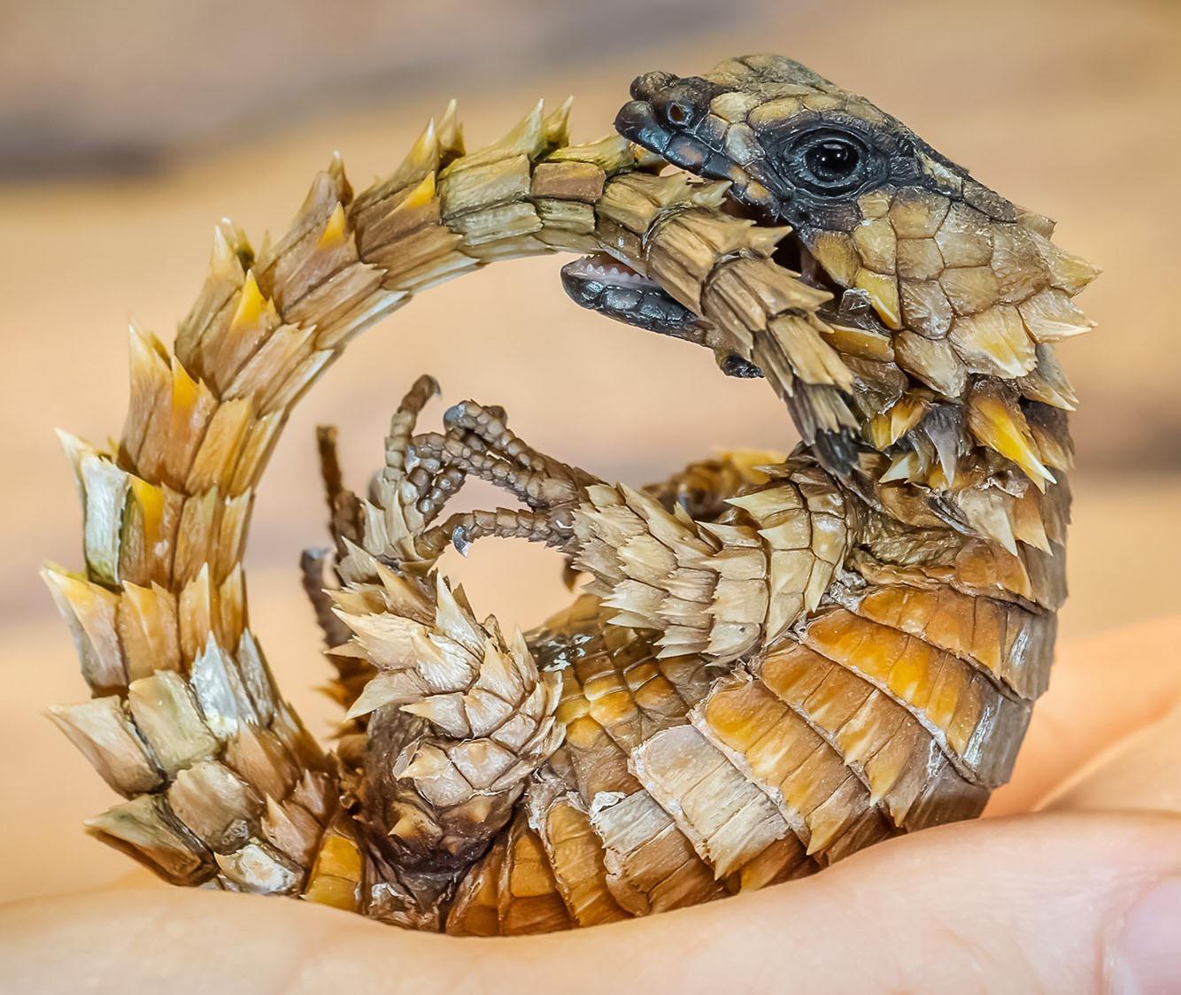 Golden Armadillo Lizard