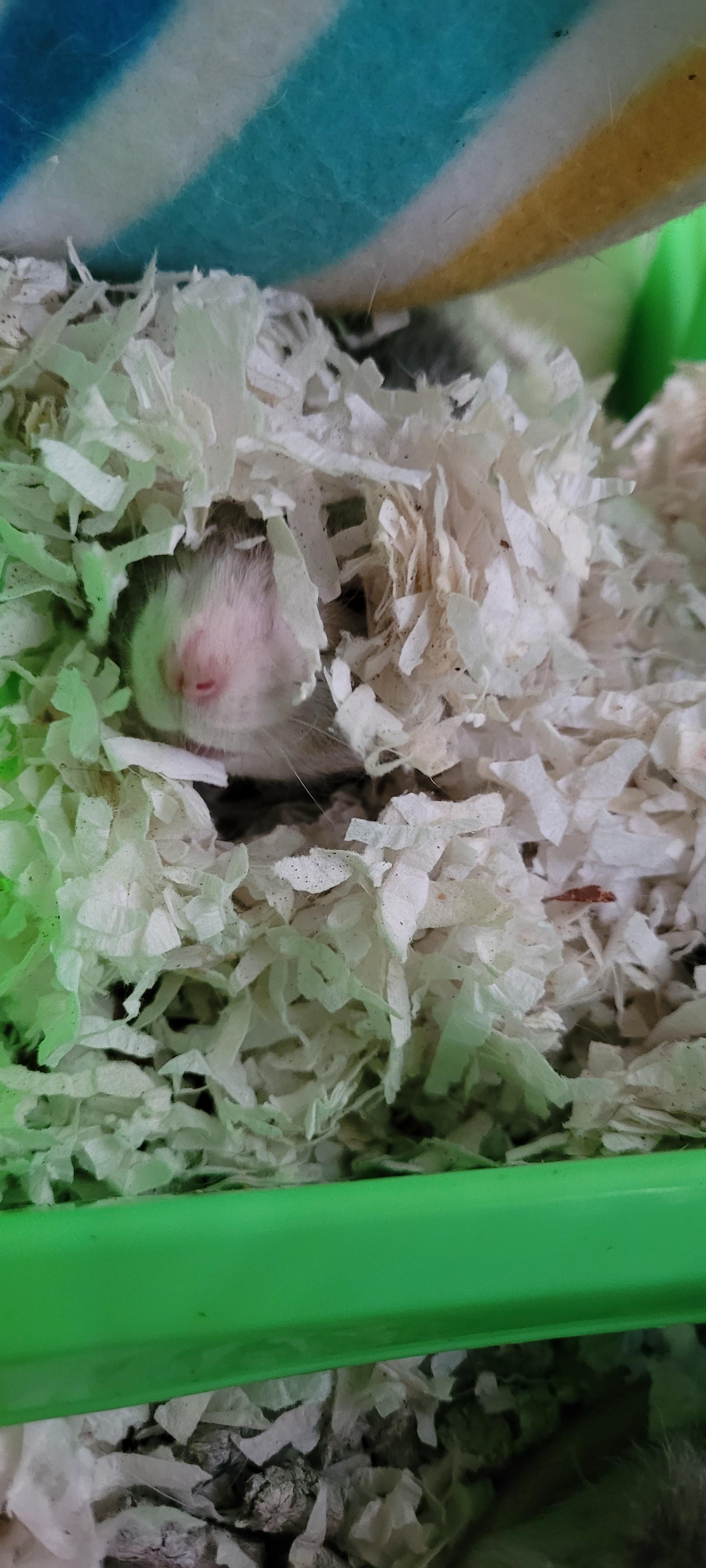 Neither Grif, nor I, are fond of mornings r/RATS