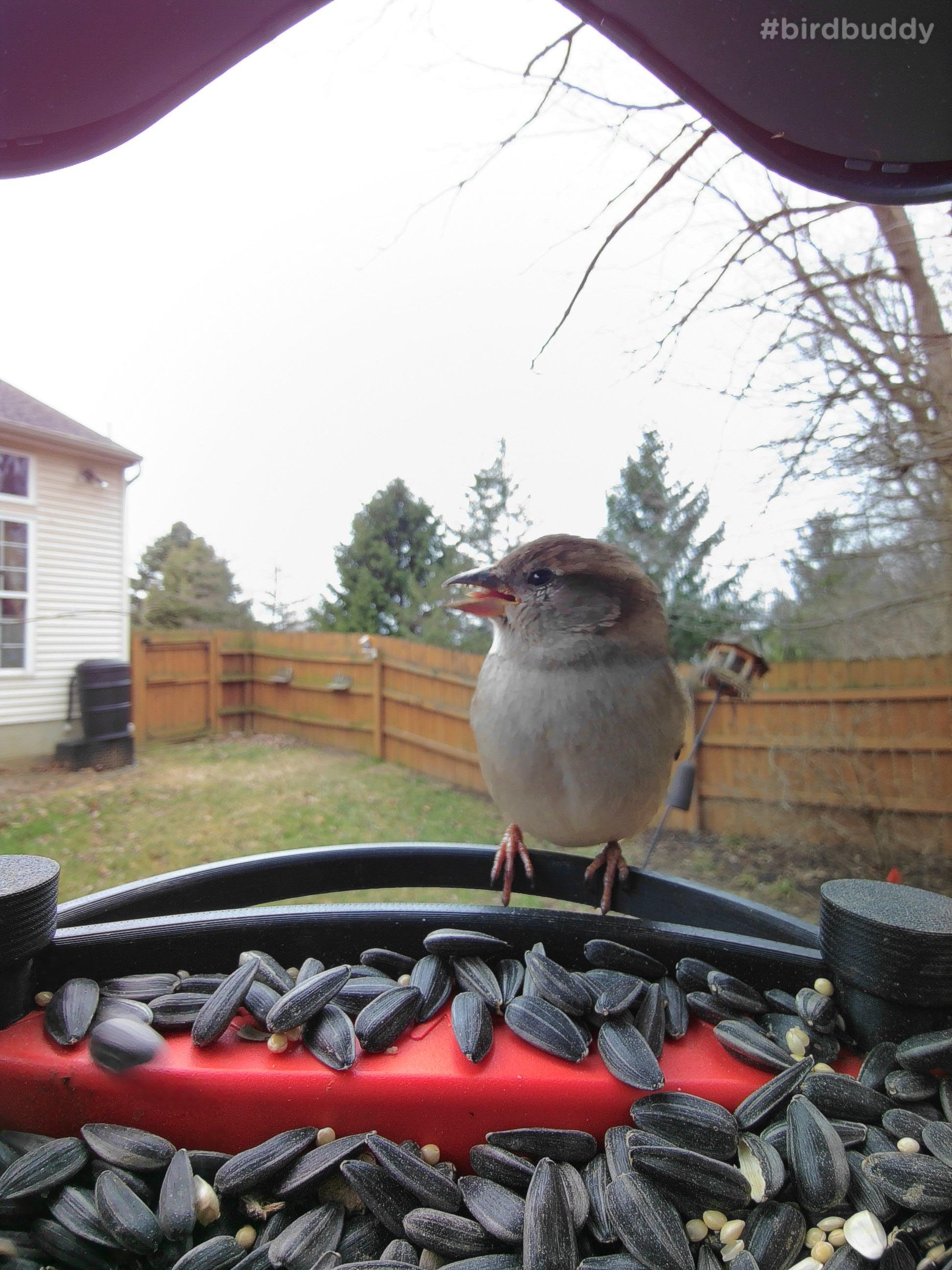 So Cute Rbirdbuddy