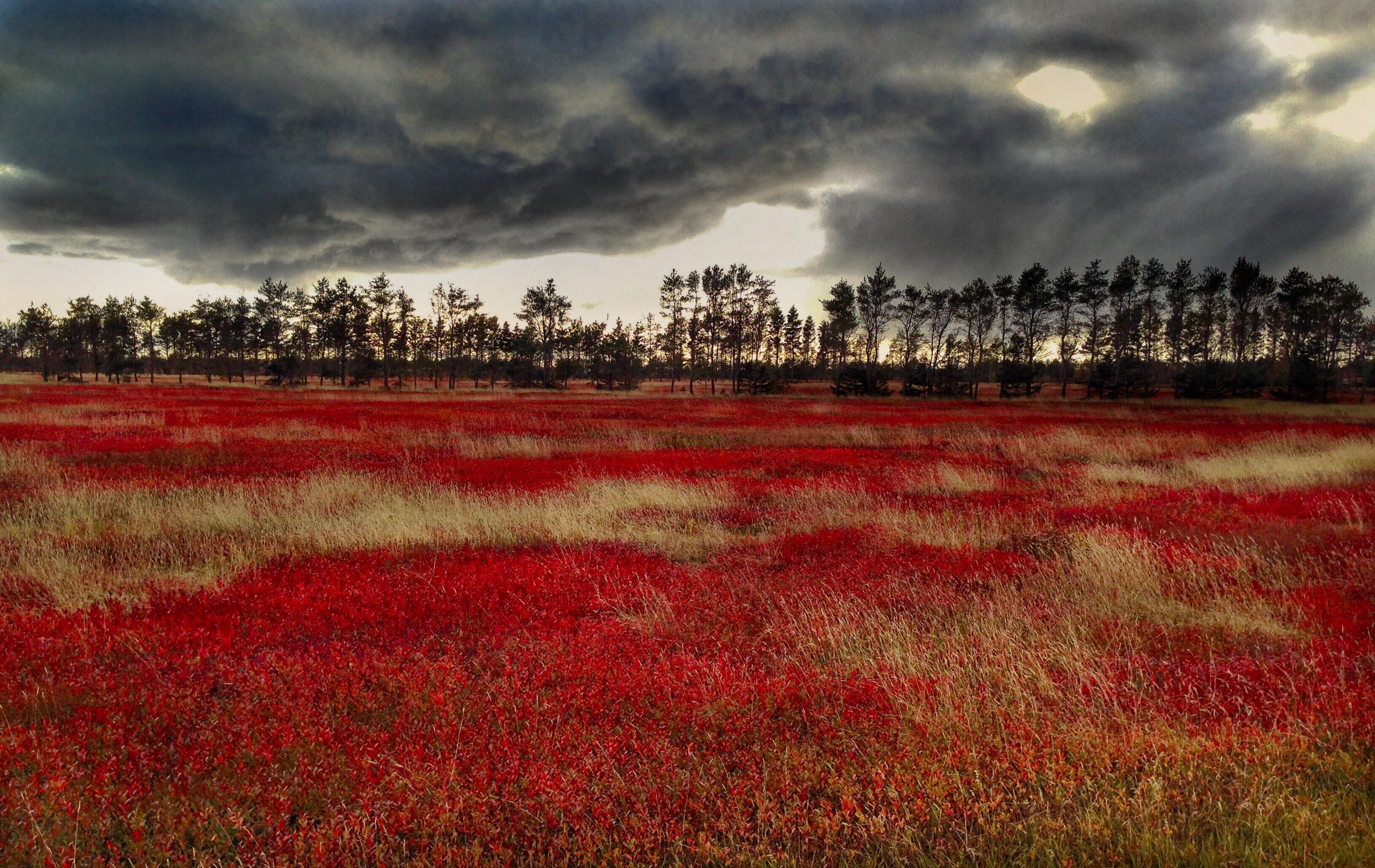 Blueberry fields in the Autumn in Nova Scotia Canada r/Outdoors