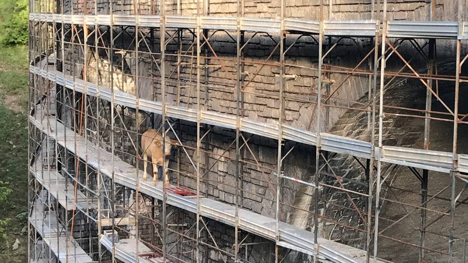 leek Picture from the redesigned Roach r/gwent