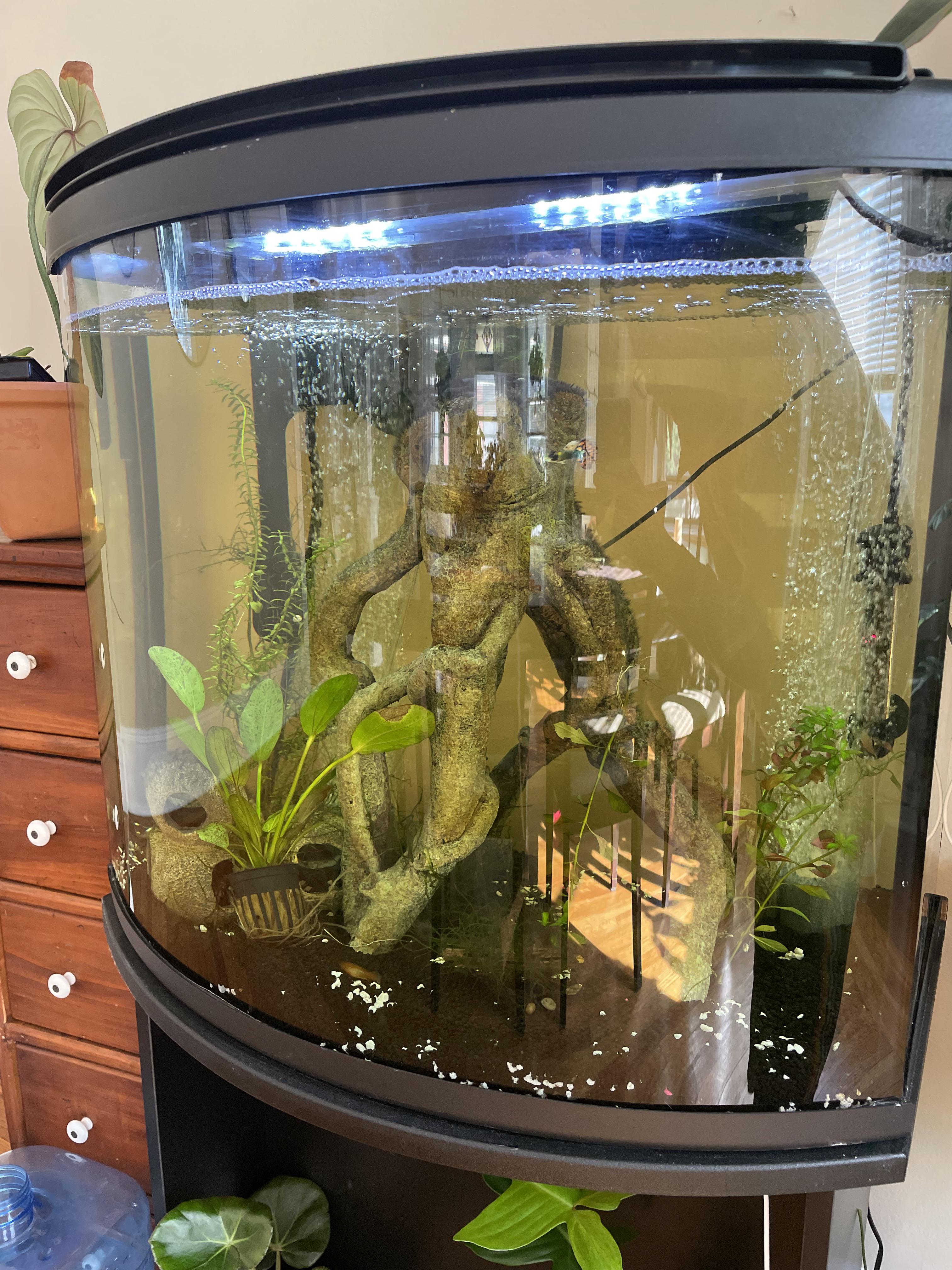 Help! Water has a yellow tint and I’m not sure why r/Aquariums