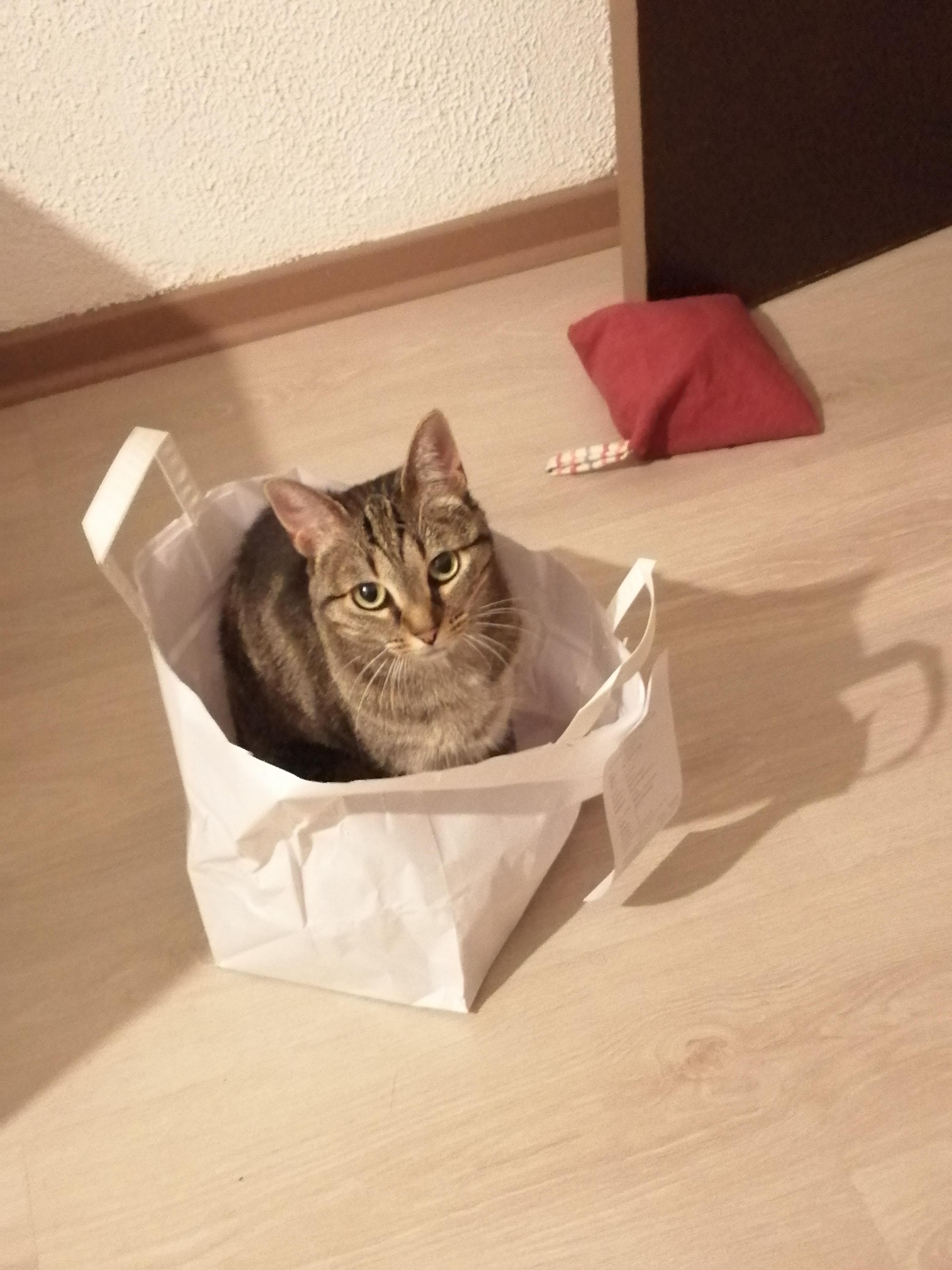 My cat loves bags, like any cat. r/cats