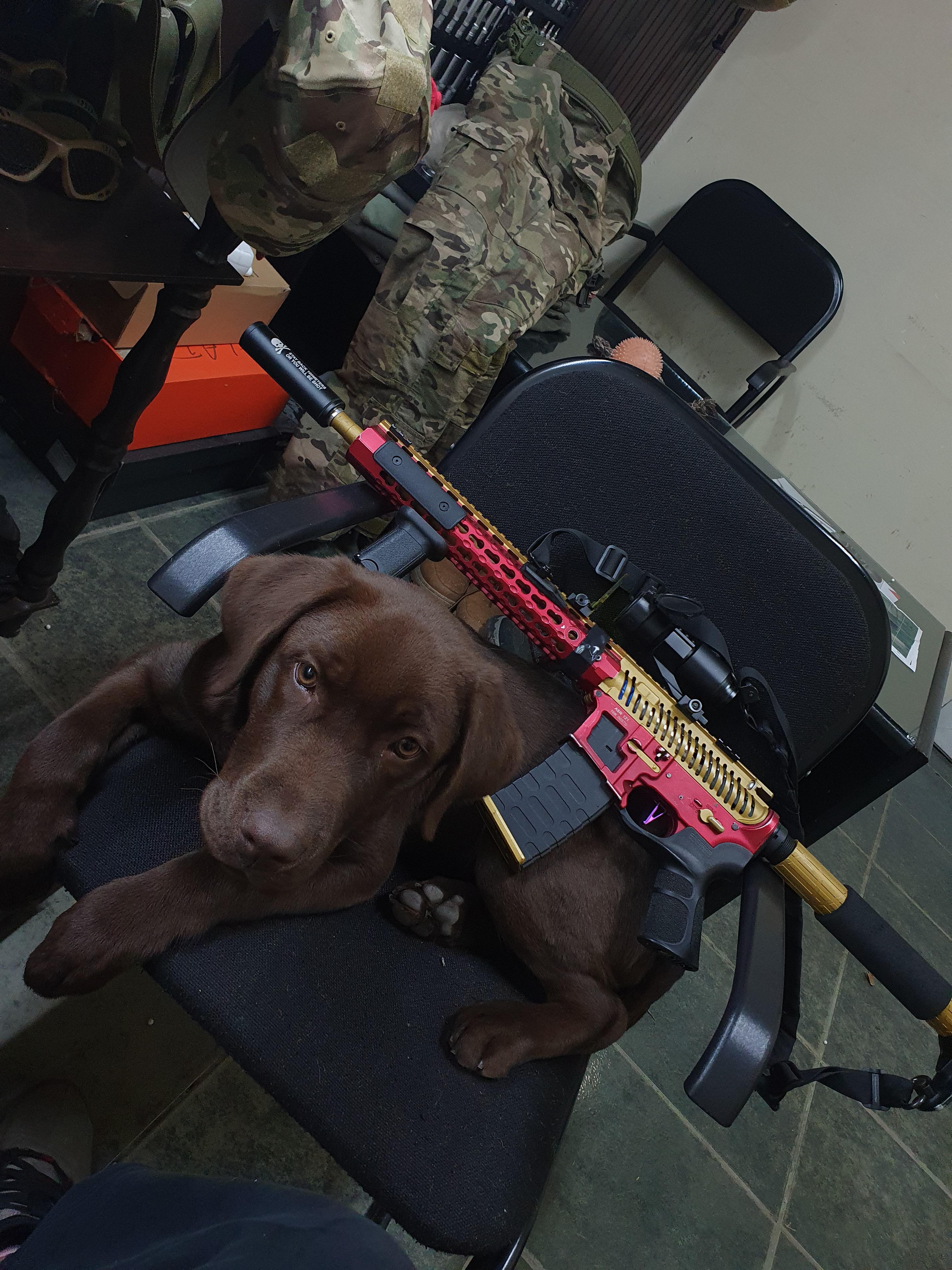 dog with gun r/airsoft