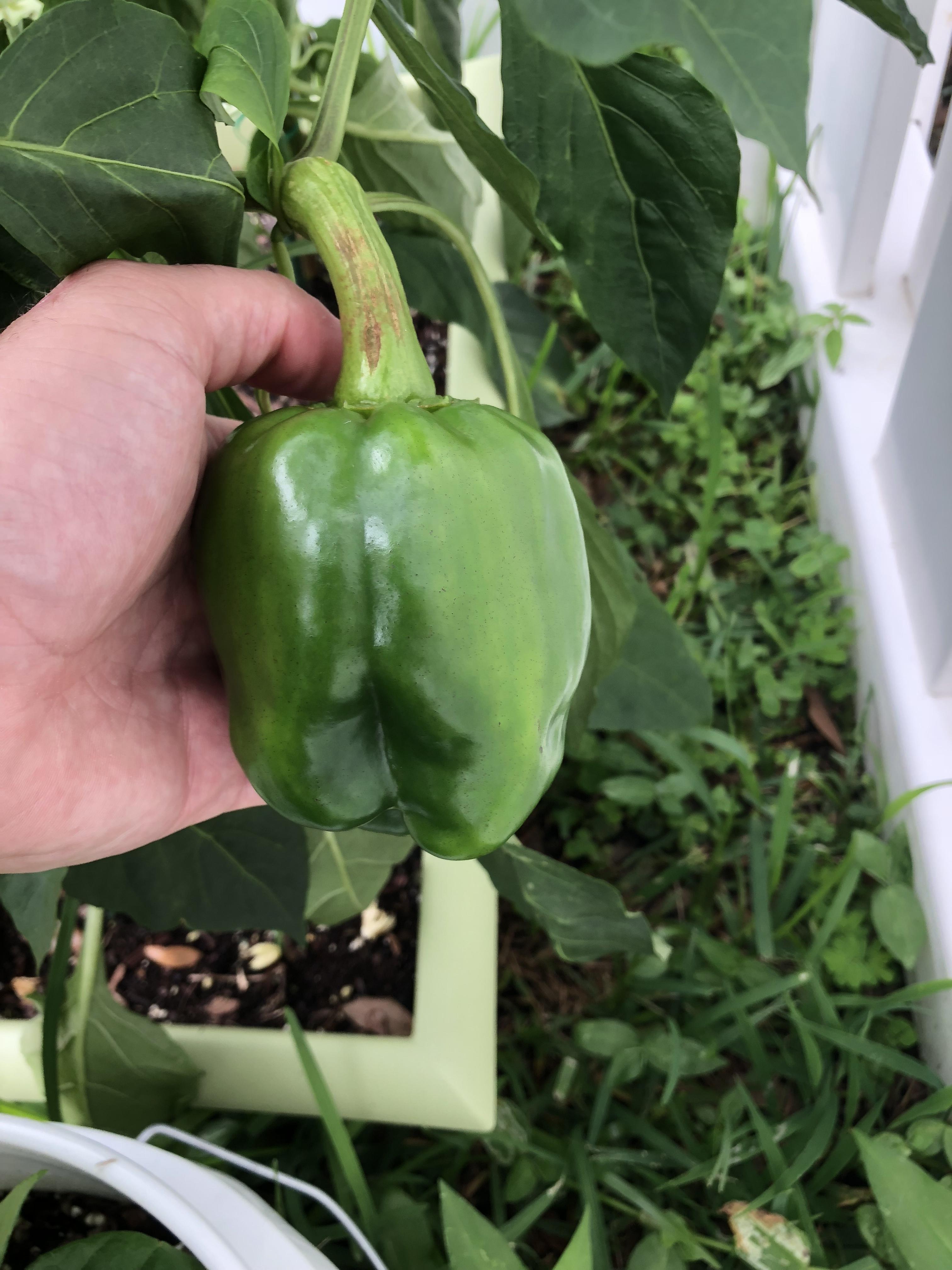 How long should it take my yellow bell to turn yellow? It’s been like