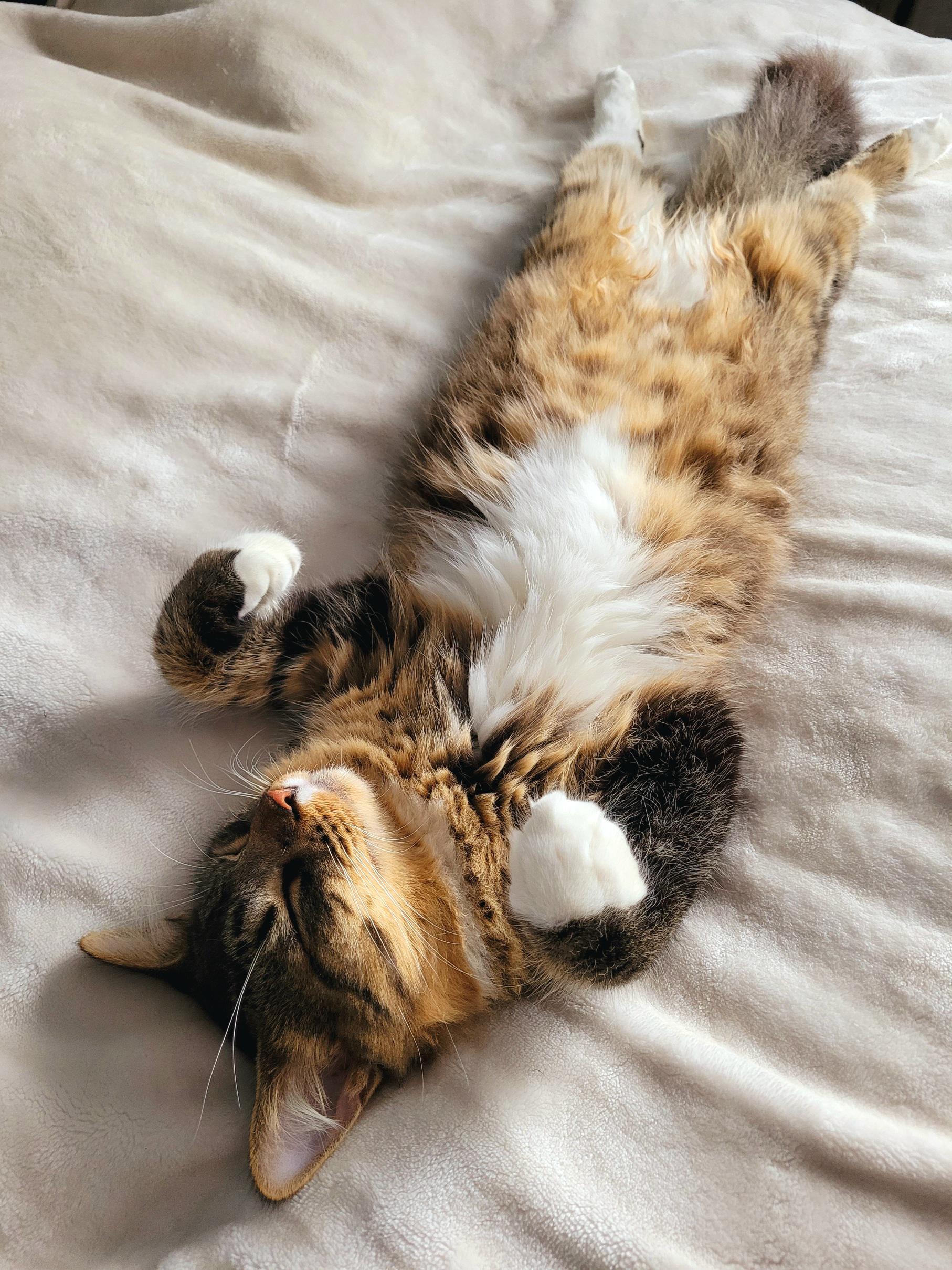 Our calico/Maine coon mix getting comfortable r/cats