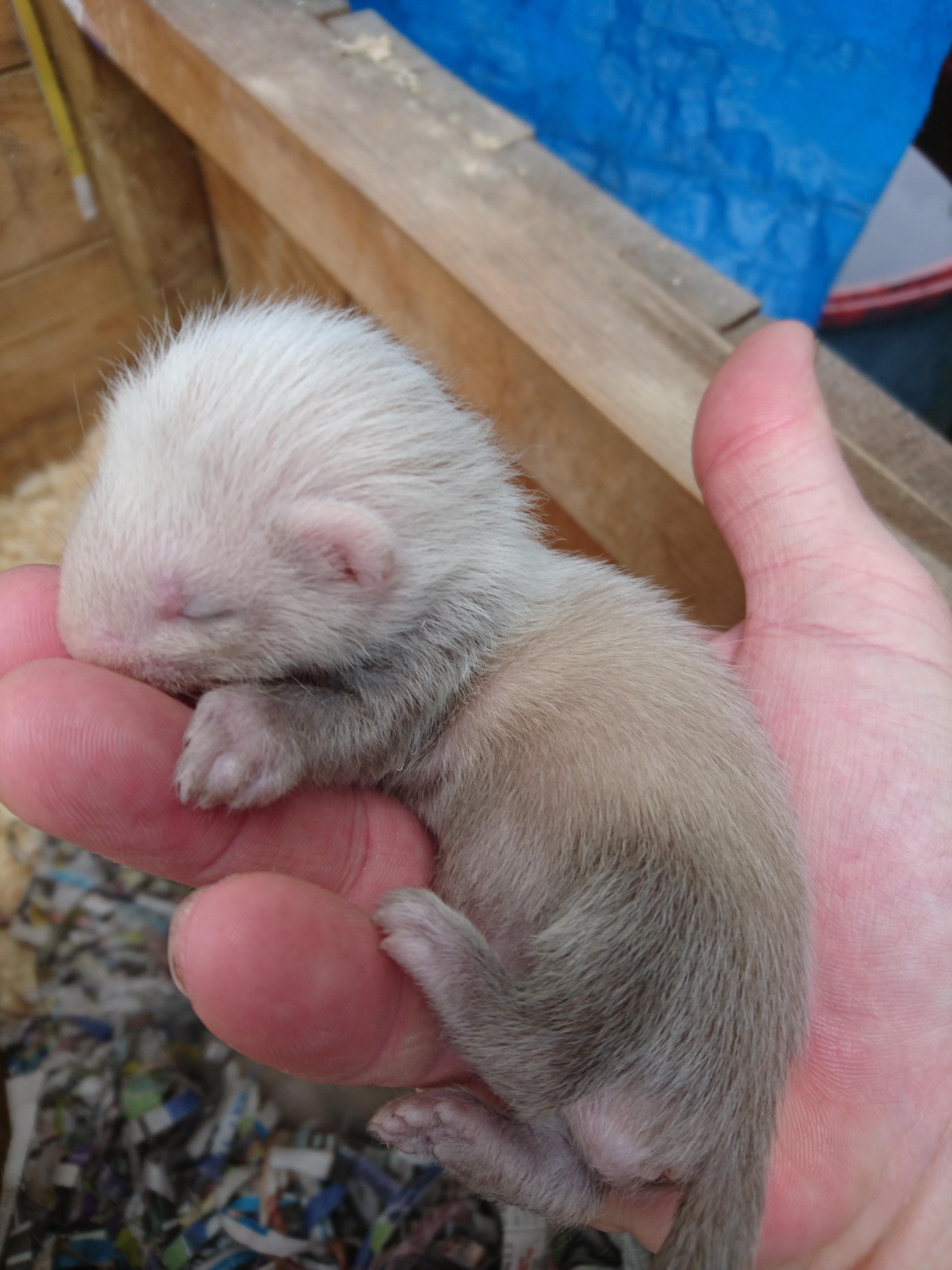 One from a litter I had a couple of years ago. Kept 3 of these kits