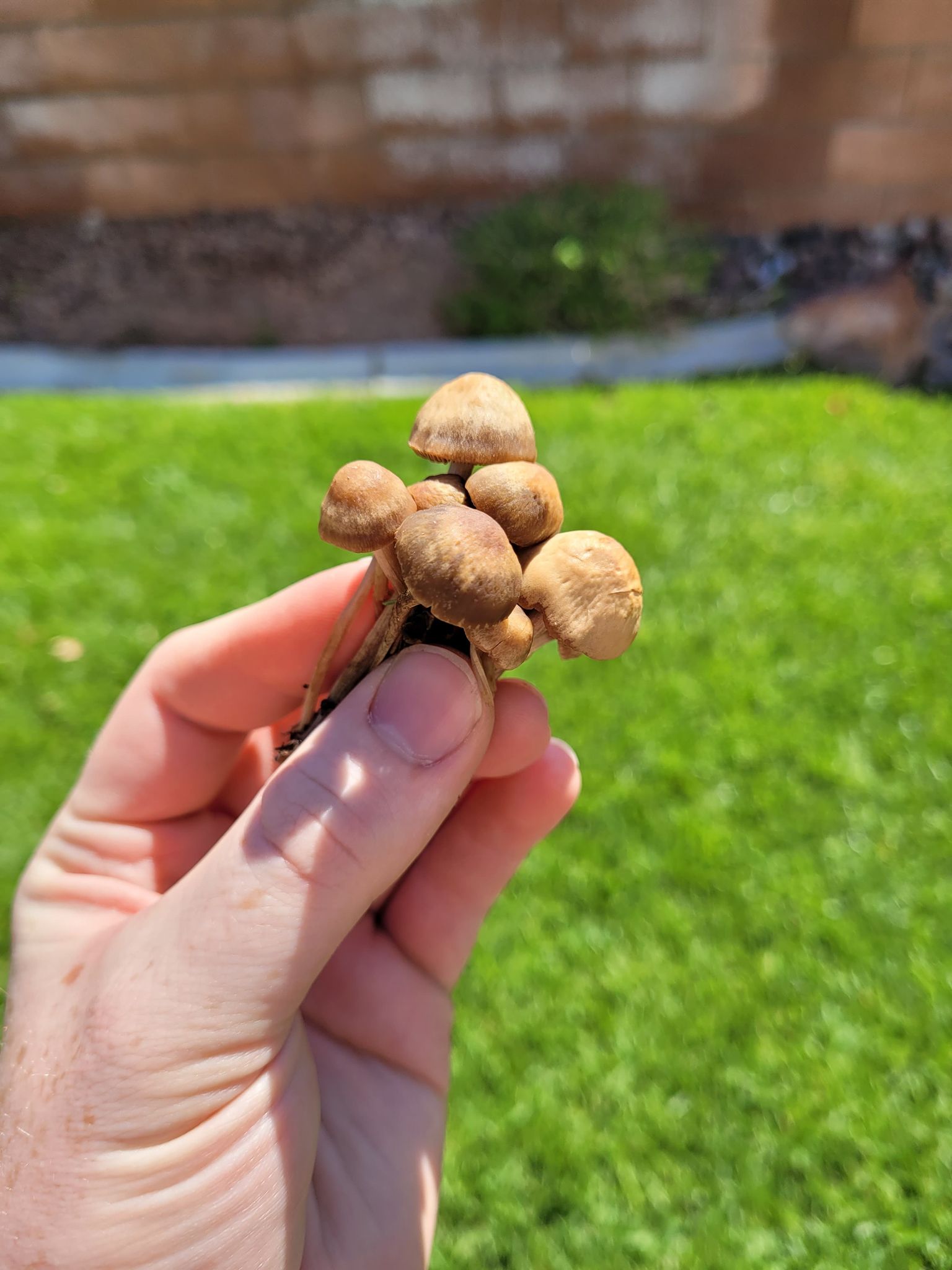 What kind of mushrooms are these? (Growing in my lawn in Las Vegas) r