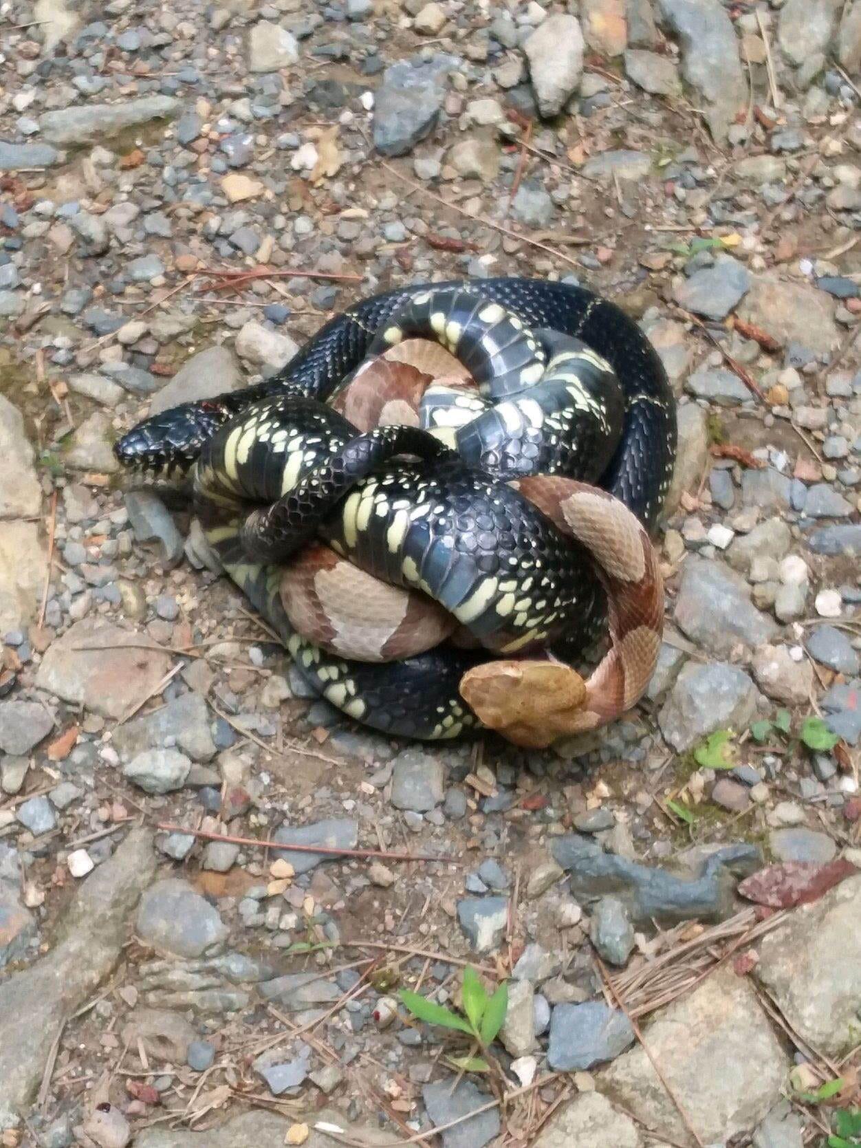 King snake and copperhead, Cherokee National Forrest, Tennessee (found